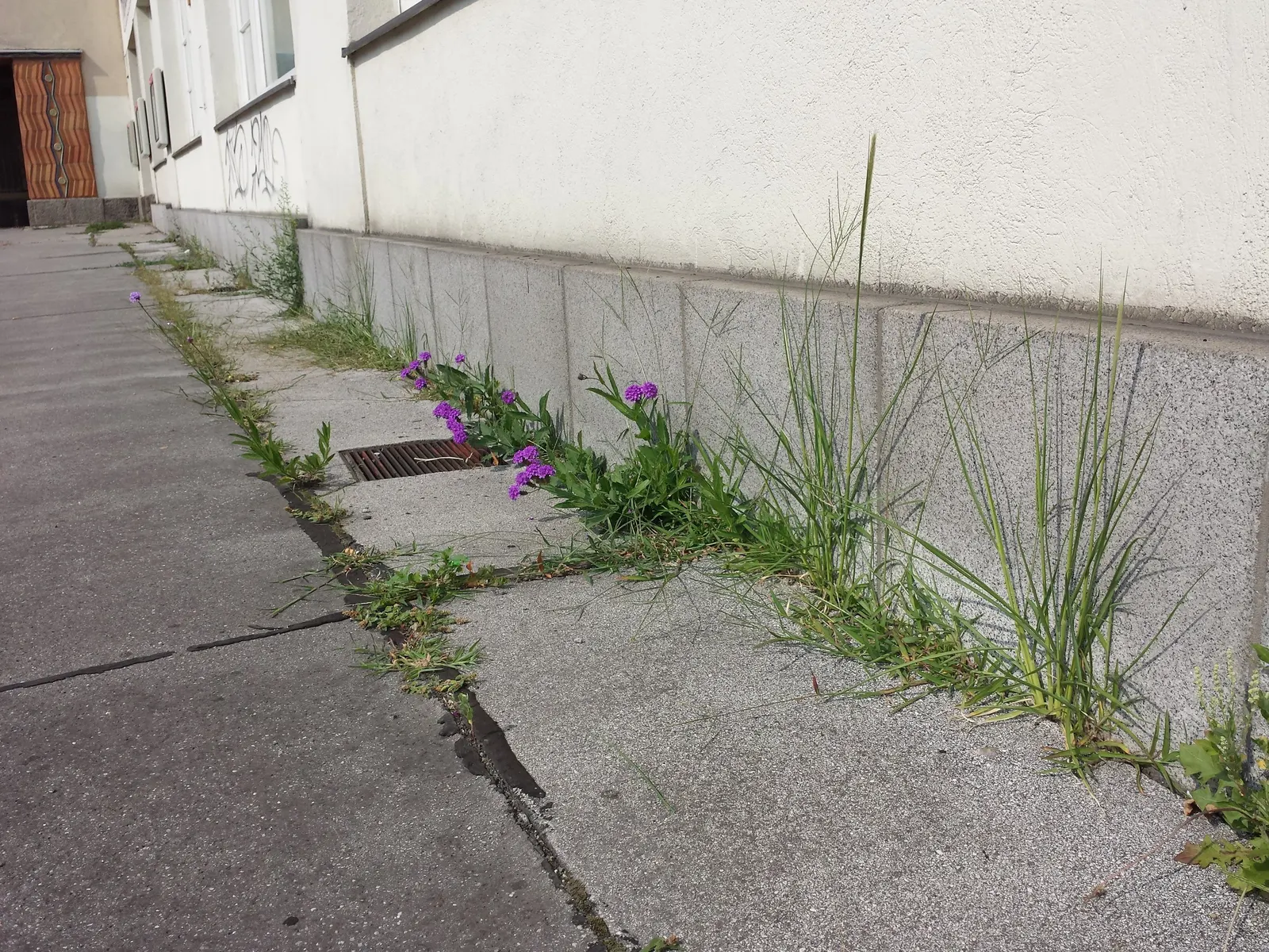 Sandpaper Verbena (Verbena Rigida) — each measuring about a quarter-inch across, image 32