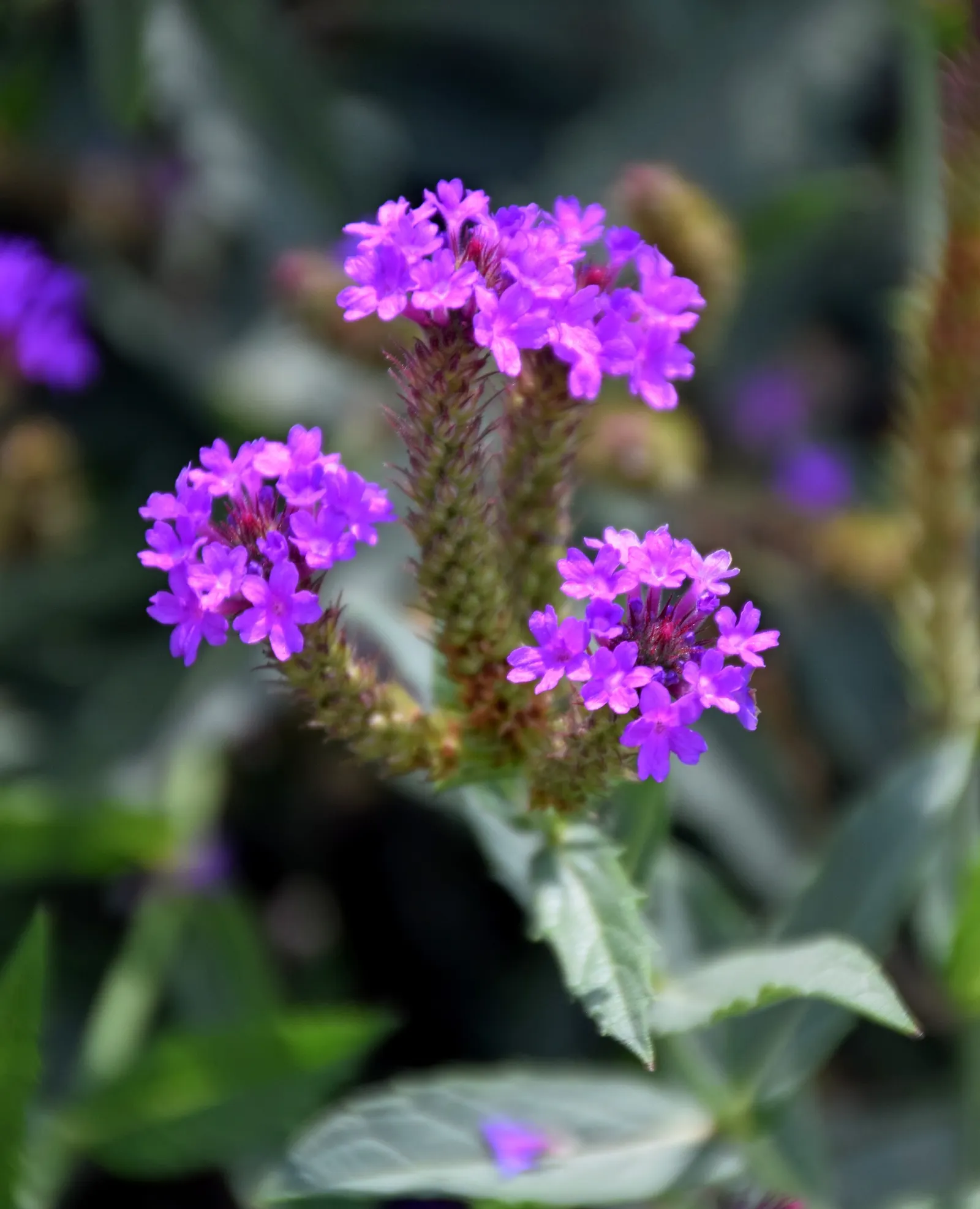 Sandpaper Verbena (Verbena Rigida) — Its rough foliage deters pests, making it ideal for xeriscaping