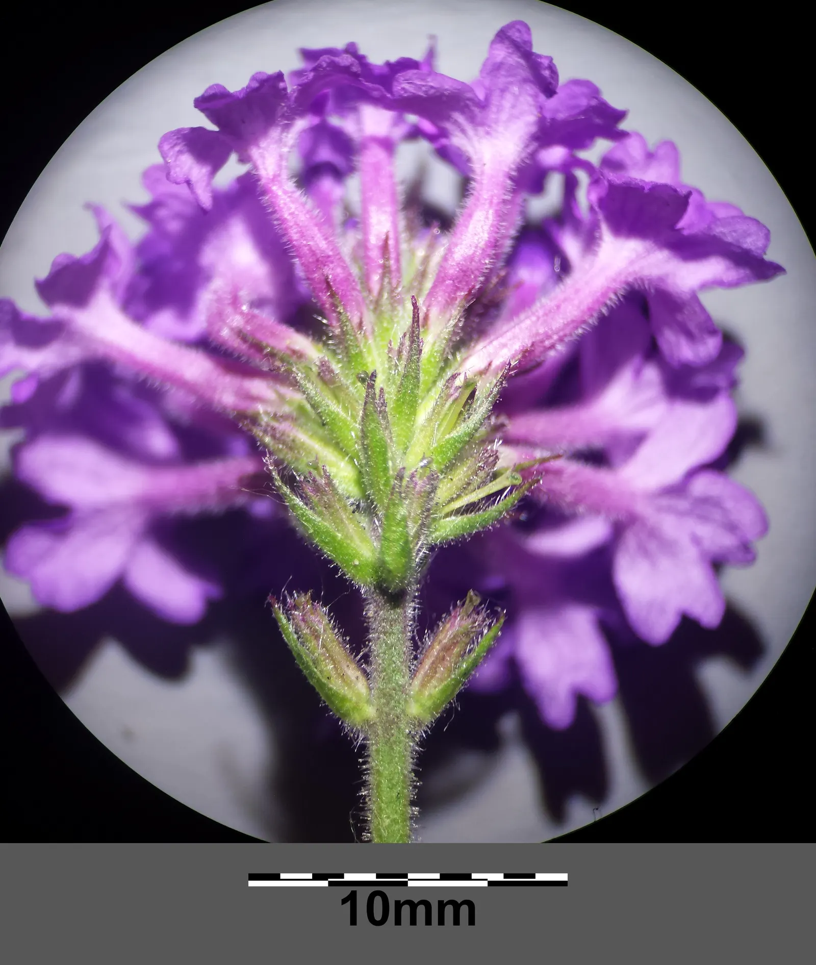 Sandpaper Verbena (Verbena Rigida) — purple flowers in the garden; adorned with vibrant purple blooms from summer to frost