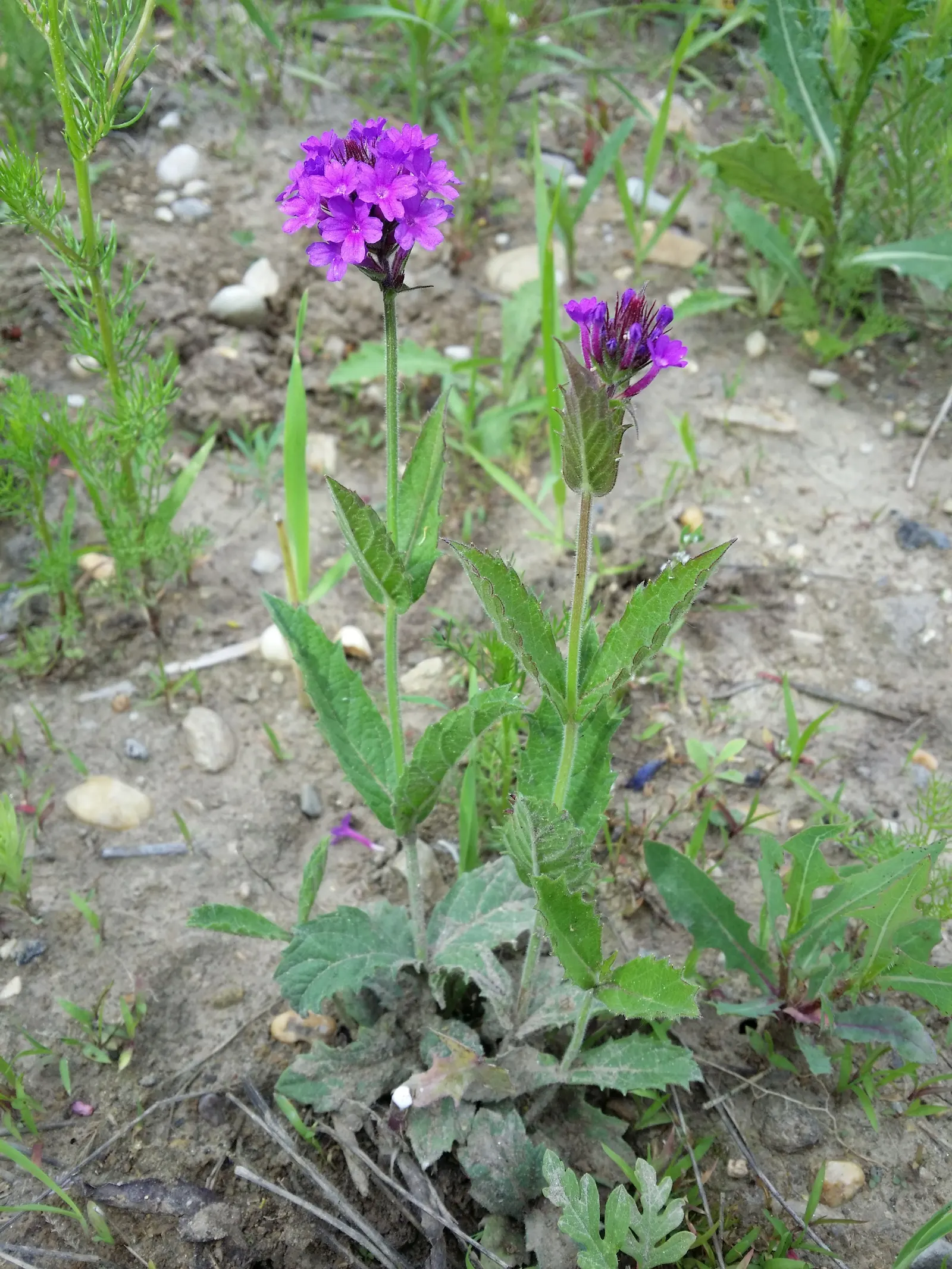 Sandpaper Verbena (Verbena Rigida) — regular deadheading of spent flowers can encourage further blooming; each measuring about a quarter-inch across