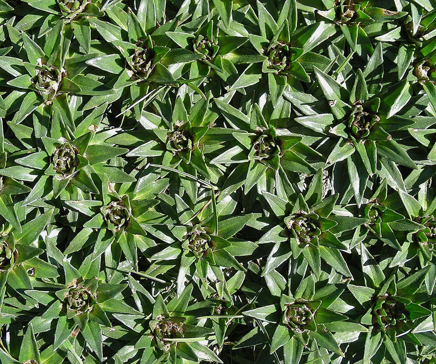 Sandpaper Verbena (Verbena Rigida) — It boasts a low-growing habit; each measuring about a quarter-inch across
