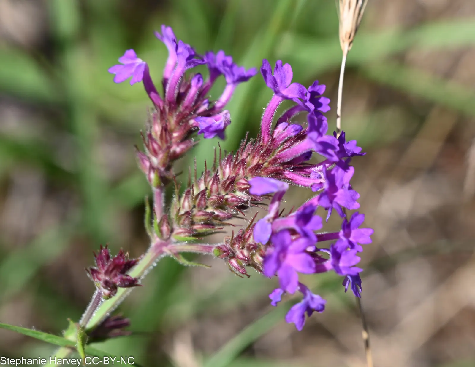 Sandpaper Verbena (Verbena Rigida) — provides a lush backdrop to its clusters of vivid purple flowers; adorned with vibrant purple blooms from summer to frost