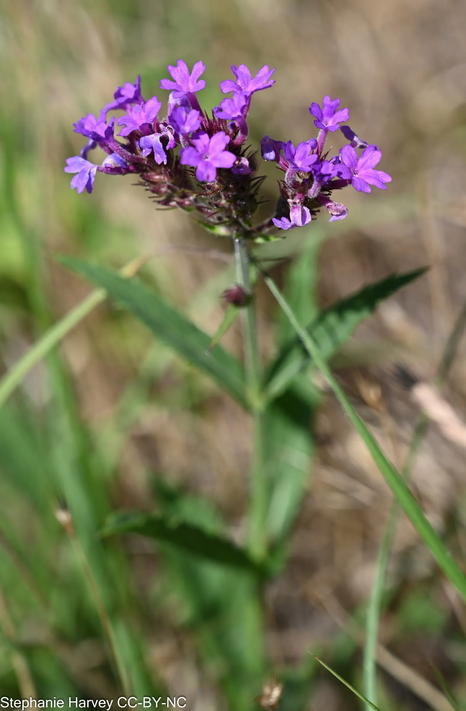 Sandpaper Verbena (Verbena Rigida) — Its rough foliage deters pests, making it ideal for xeriscaping; while occasional trimming keeps the plant dense and