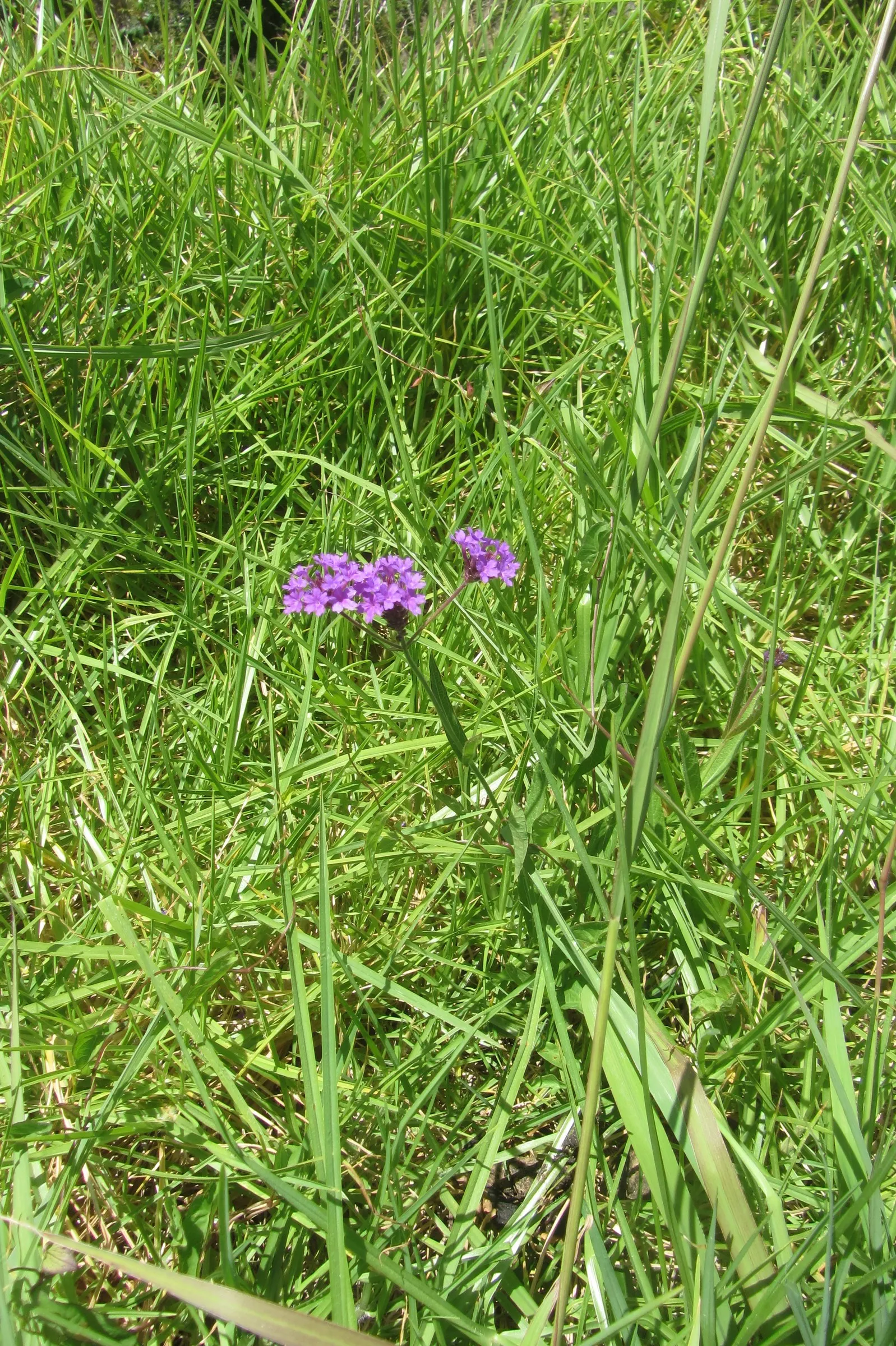 Sandpaper Verbena (Verbena Rigida) — lance-shaped leaves with a notably rough texture akin to sandpaper