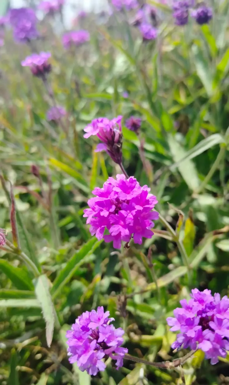 Sandpaper Verbena (Verbena Rigida) — or as a carefree component in a mixed bed