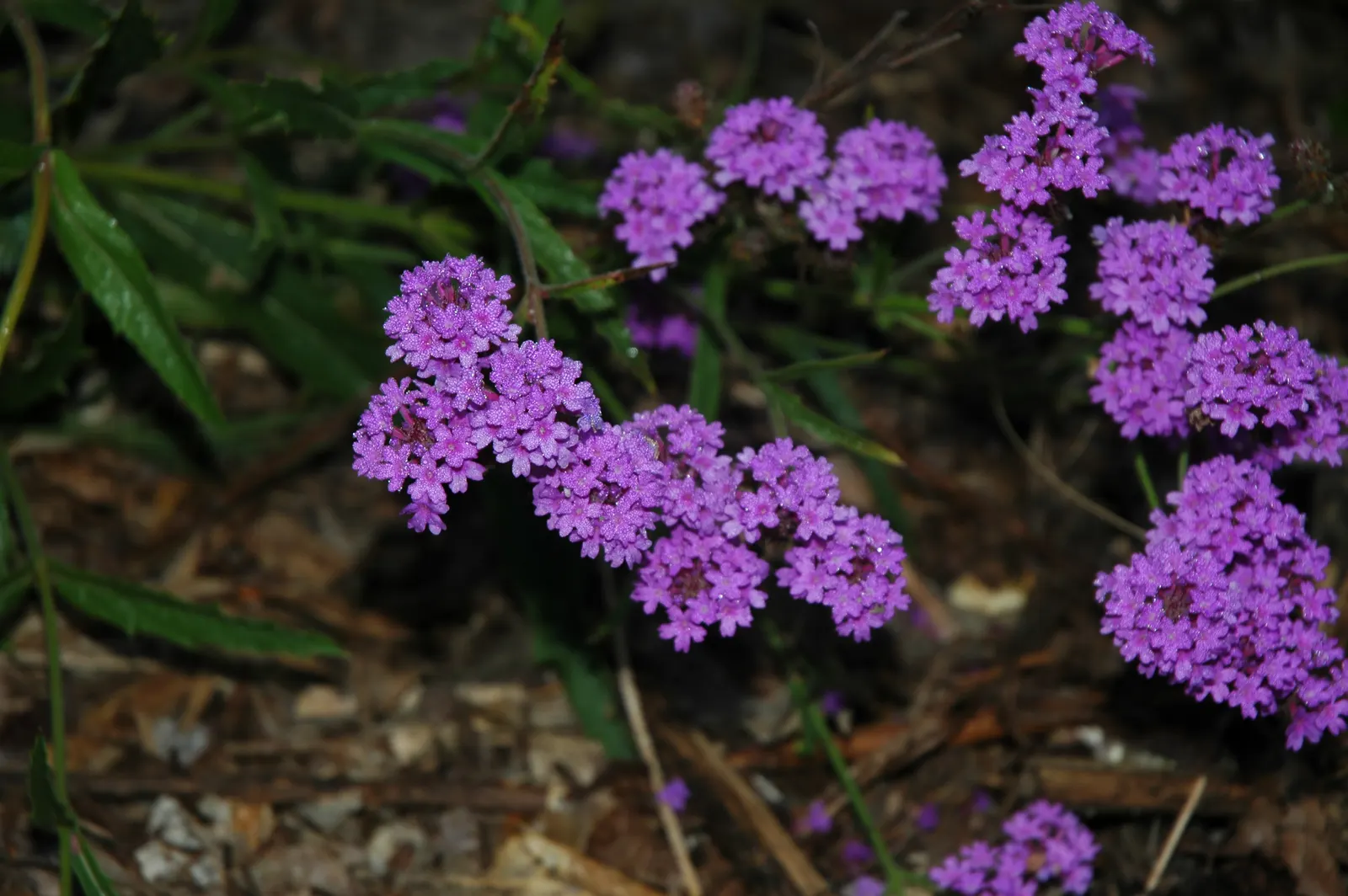 Sandpaper Verbena (Verbena Rigida) — This sun-loving plant is drought-tolerant, requiring minimal care