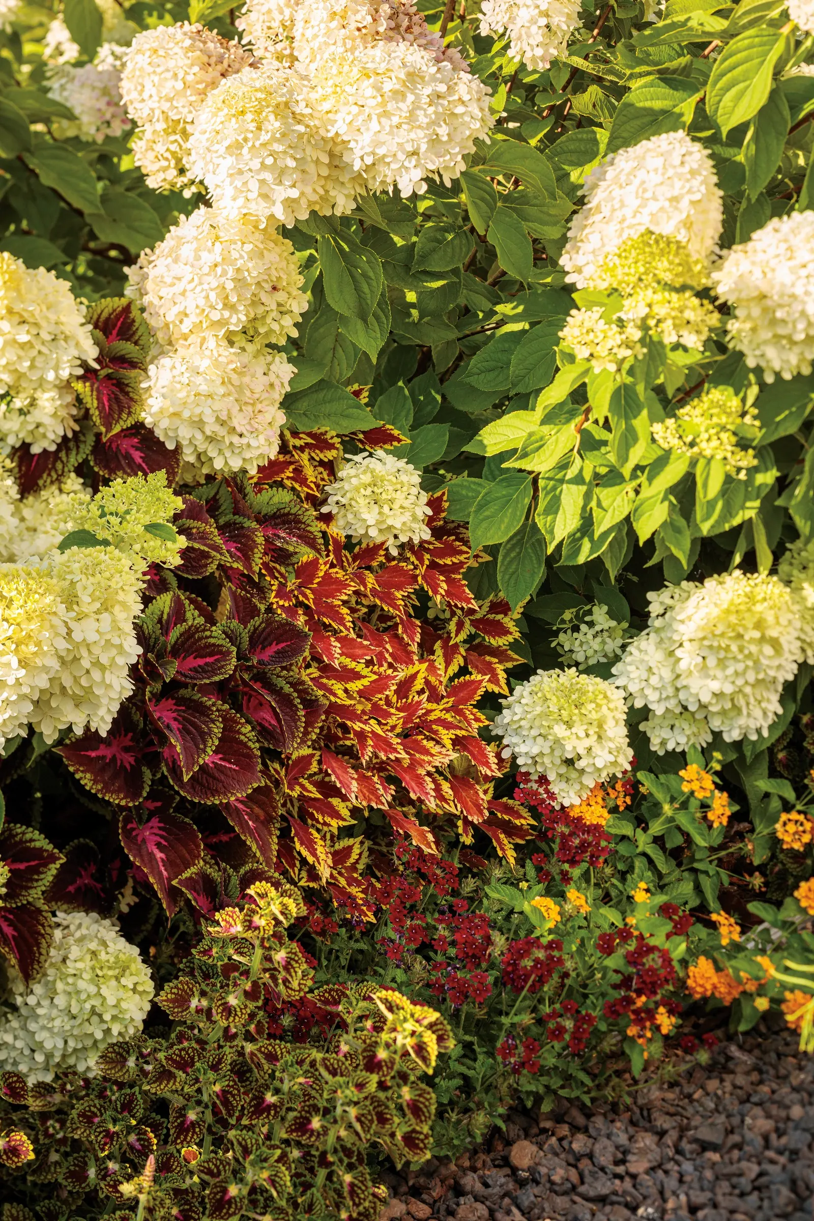 Little Lime® Panicle Hydrangea (Hydrangea paniculata) — Its mounded green foliage forms a fresh
