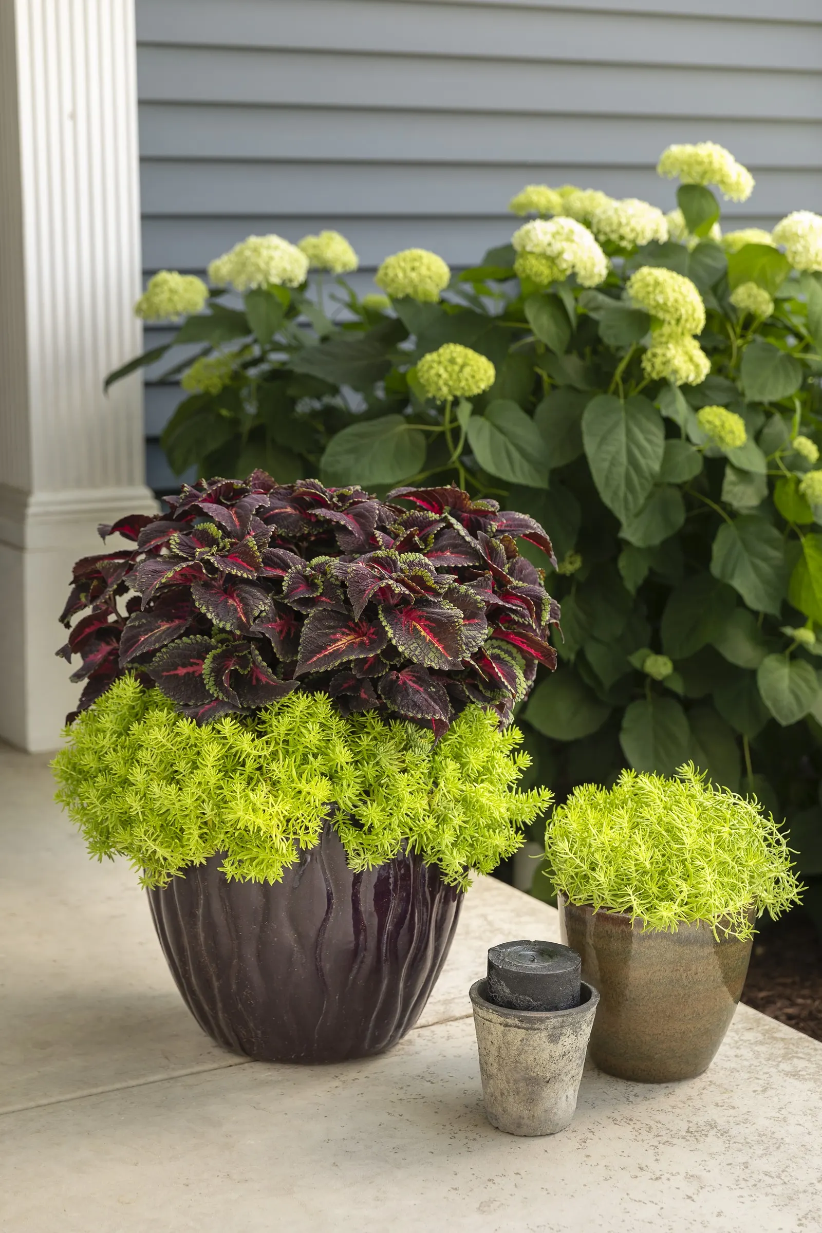 Torchlight® Coleus (Coleus scutellarioides) — and if plants begin to look open or tired; it brings depth and contrast beside chartreuse sweet, image 83