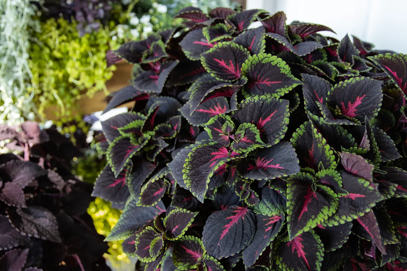 Torchlight® Coleus (Coleus scutellarioides) — It is not especially fussy; deer resistance and easy maintenance make it especially useful for mass plantings