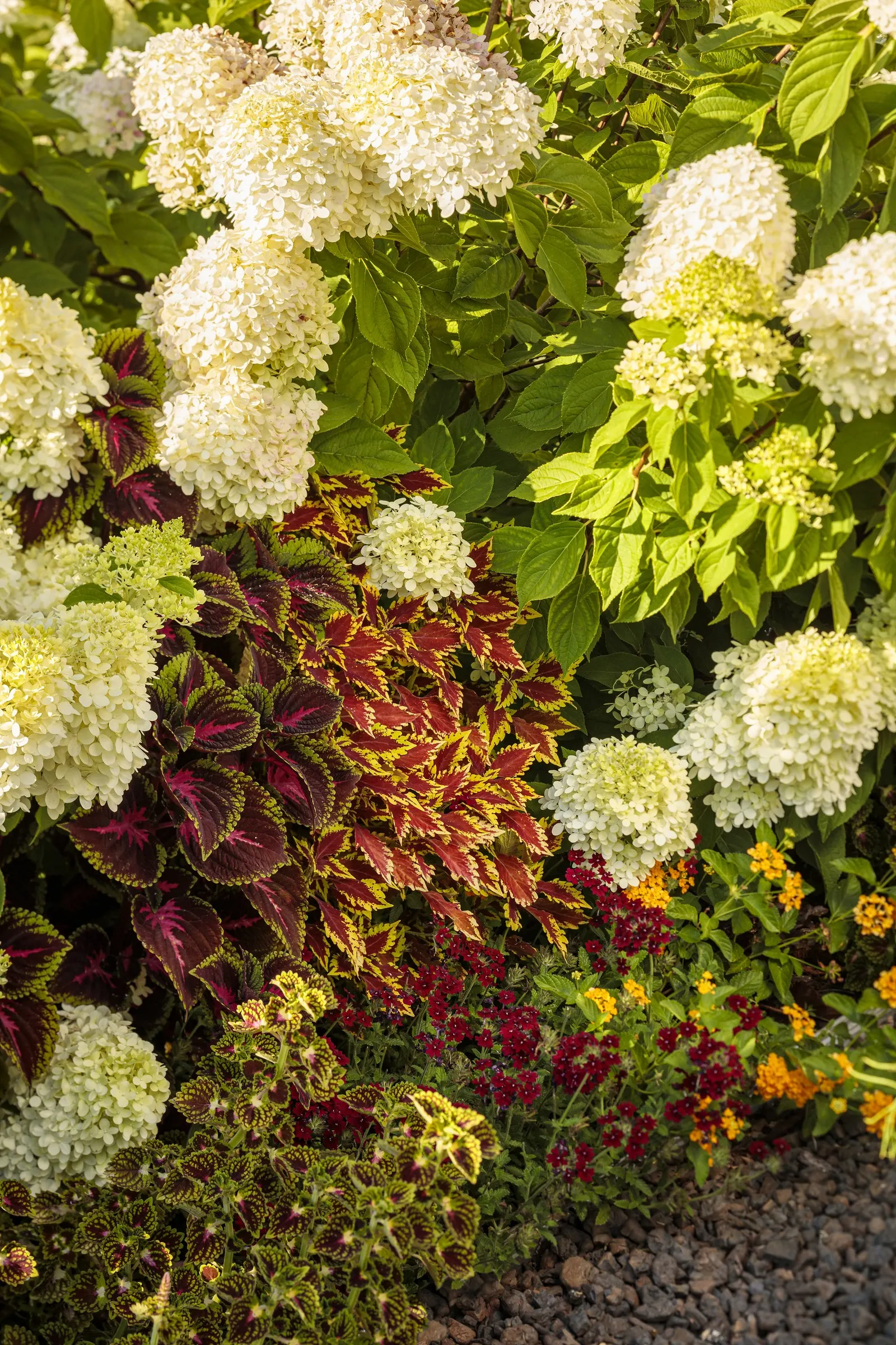 Little Lime® Panicle Hydrangea (Hydrangea paniculata) — valued for bringing the beloved character of ‘Limelight’ into a more garden-friendly scale