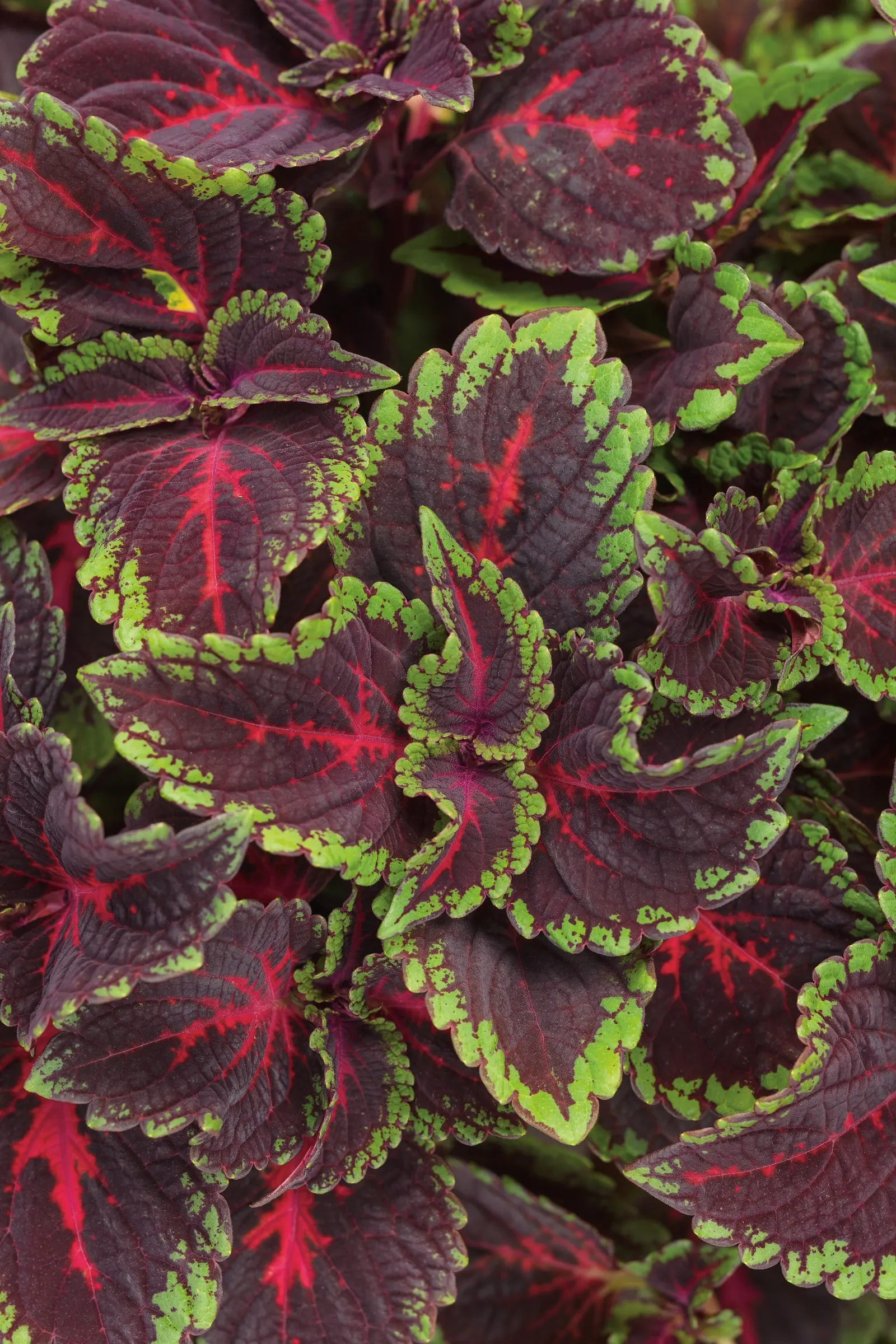 Torchlight® Coleus (Coleus scutellarioides) — Grown for foliage rather than flowers; creating the impression of stained glass in leaf form, image 126