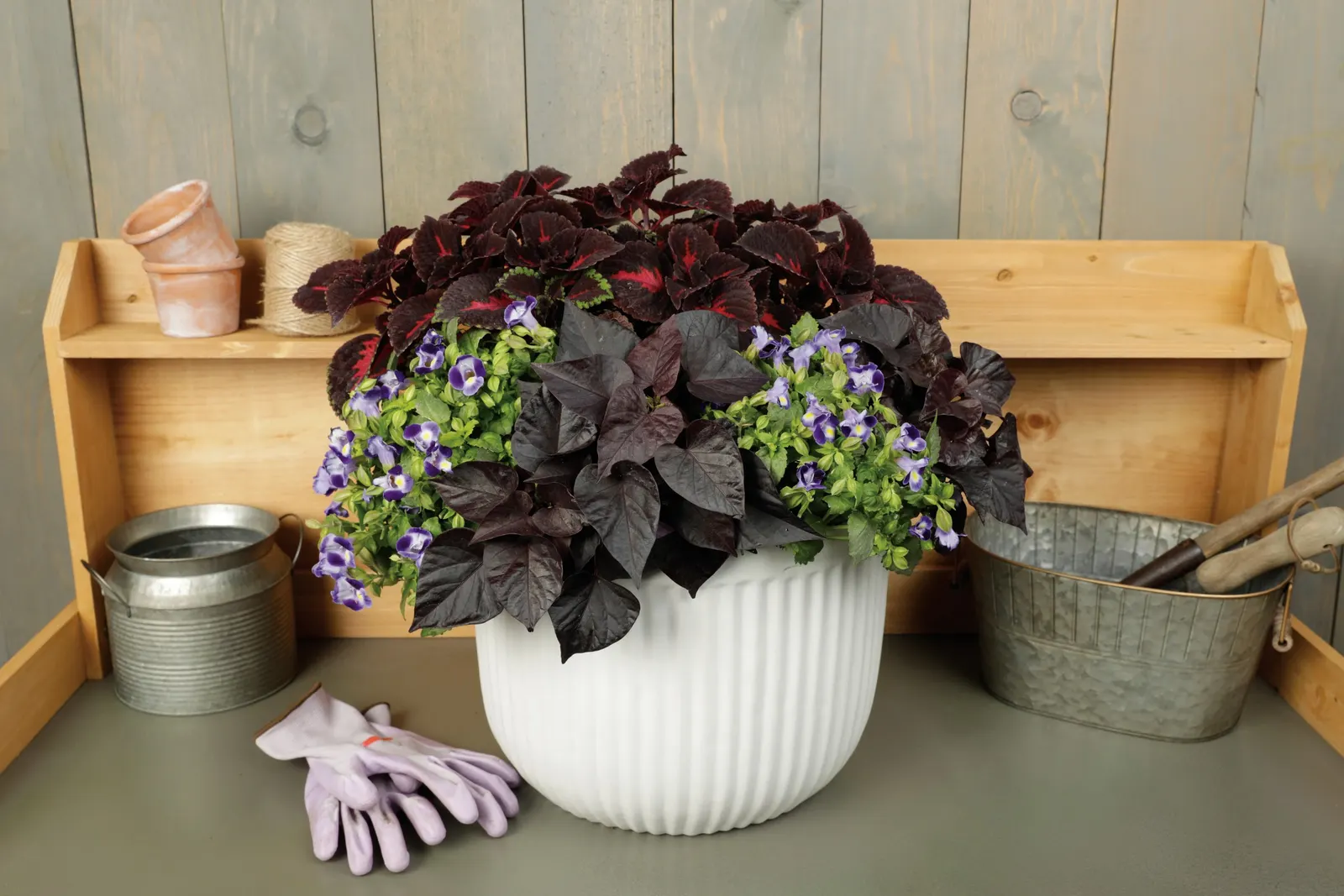 Torchlight® Coleus (Coleus scutellarioides) — but incorporating a controlled-release fertilizer at planting helps sustain dense; hardy in USDA Zones 10a-11b