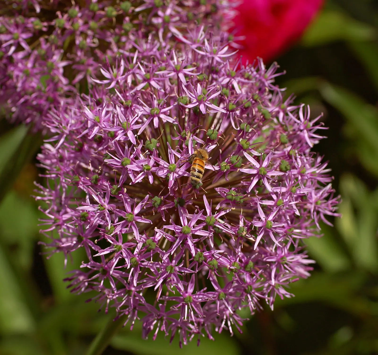 Globemaster Ornamental Onion (Allium 'Globemaster') — making it an ideal choice for a wide range of geographic locations; and as part of contemporary green