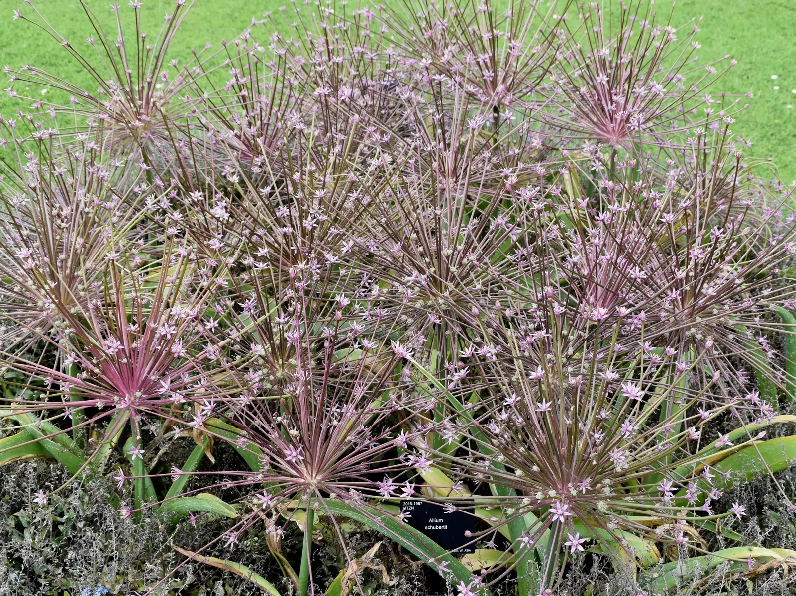 Globemaster Ornamental Onion (Allium 'Globemaster') — creating vertical interest in the garden