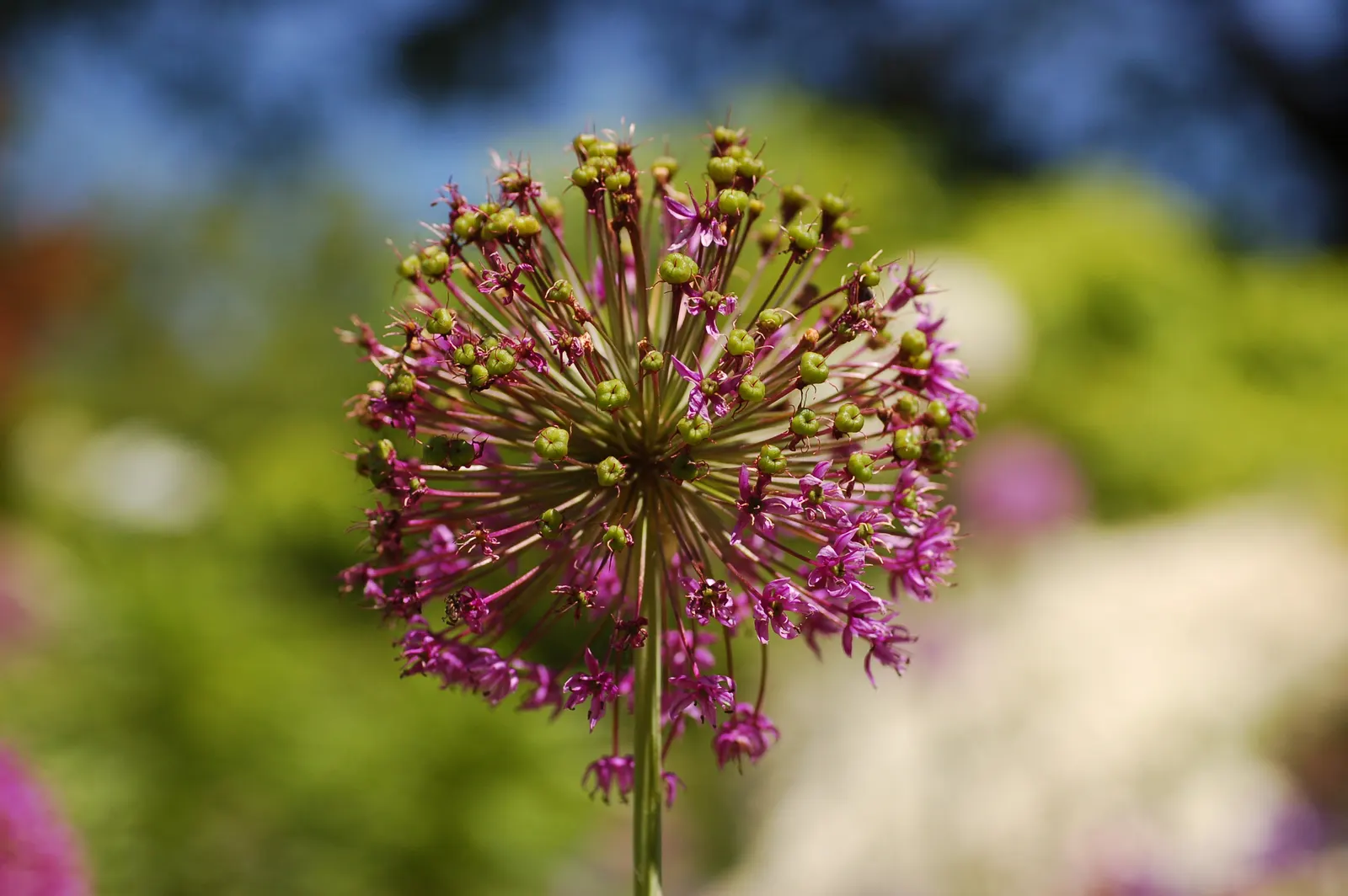 Globemaster Ornamental Onion (Allium 'Globemaster') — making it an ideal choice for a wide range of geographic locations