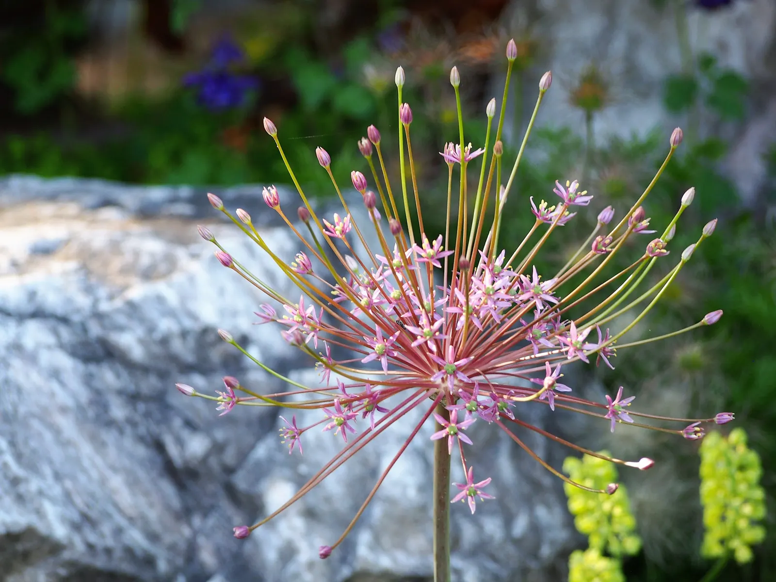 Globemaster Ornamental Onion (Allium 'Globemaster') — lavender flowers in the garden