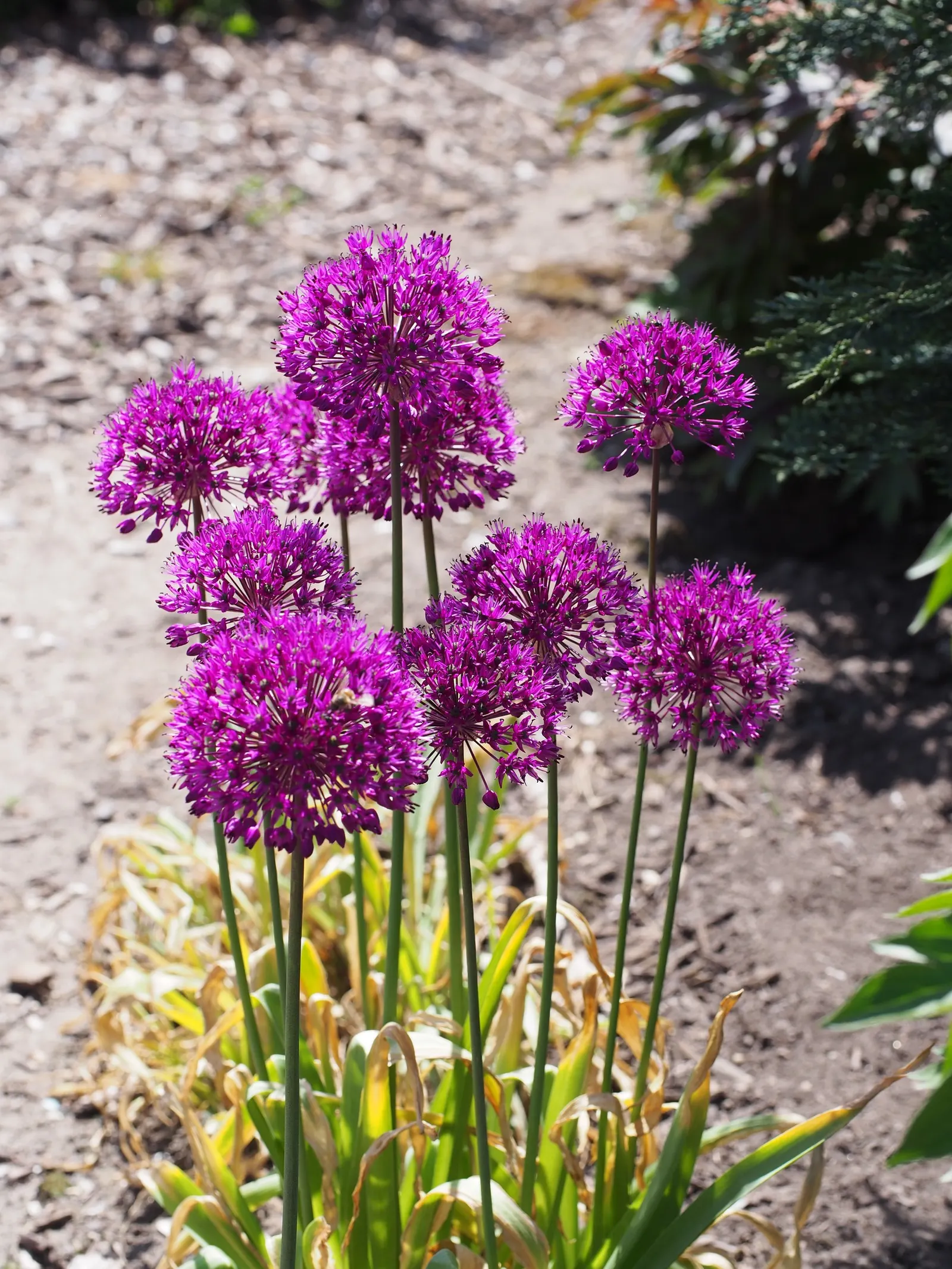 Globemaster Ornamental Onion (Allium 'Globemaster') — and makes for a dramatic addition to borders or as a focal point in garden design; glossy green leaves