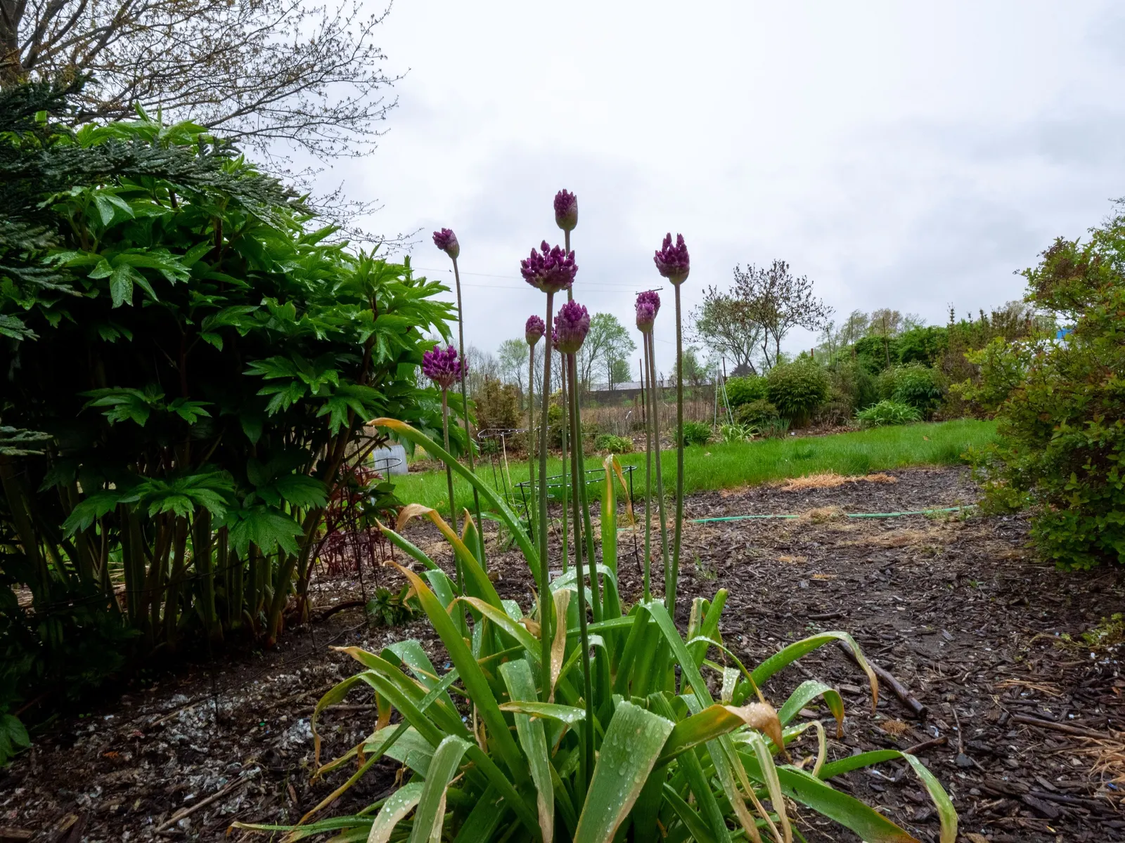 Globemaster Ornamental Onion (Allium 'Globemaster') — and makes for a dramatic addition to borders or as a focal point in garden design; glossy, image 47