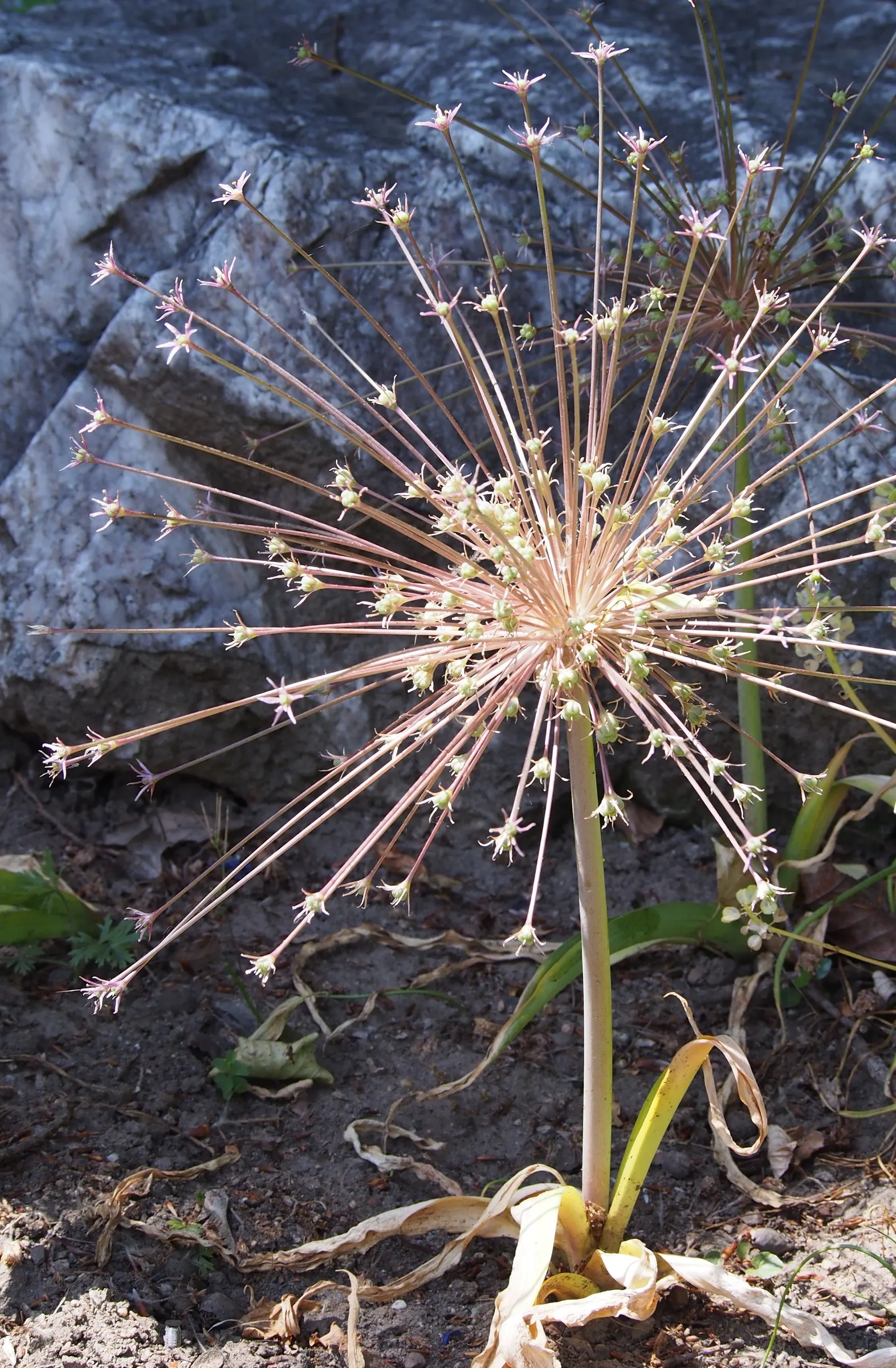 Globemaster Ornamental Onion (Allium 'Globemaster') — composed of numerous star-shaped; and as part of contemporary green spaces