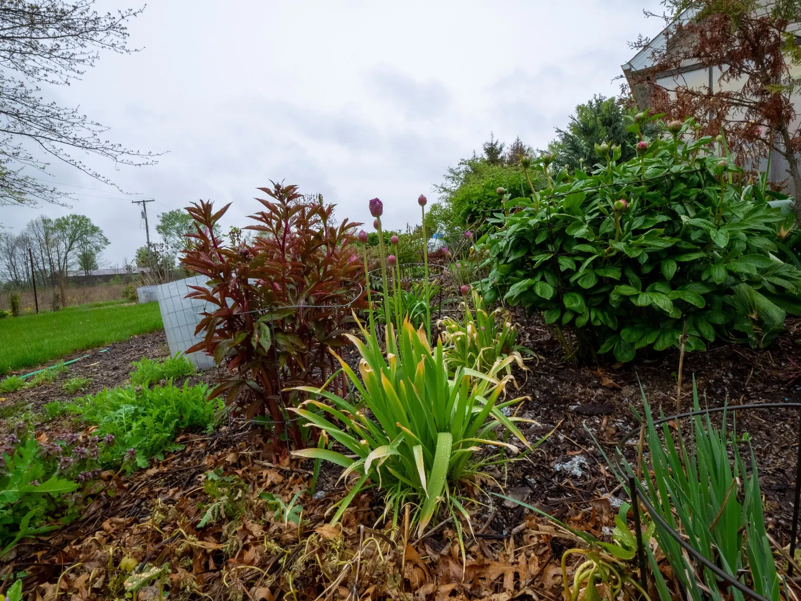 Globemaster Ornamental Onion (Allium 'Globemaster') — This ornamental onion blooms in late spring to early summer and prefers full sun with, image 46