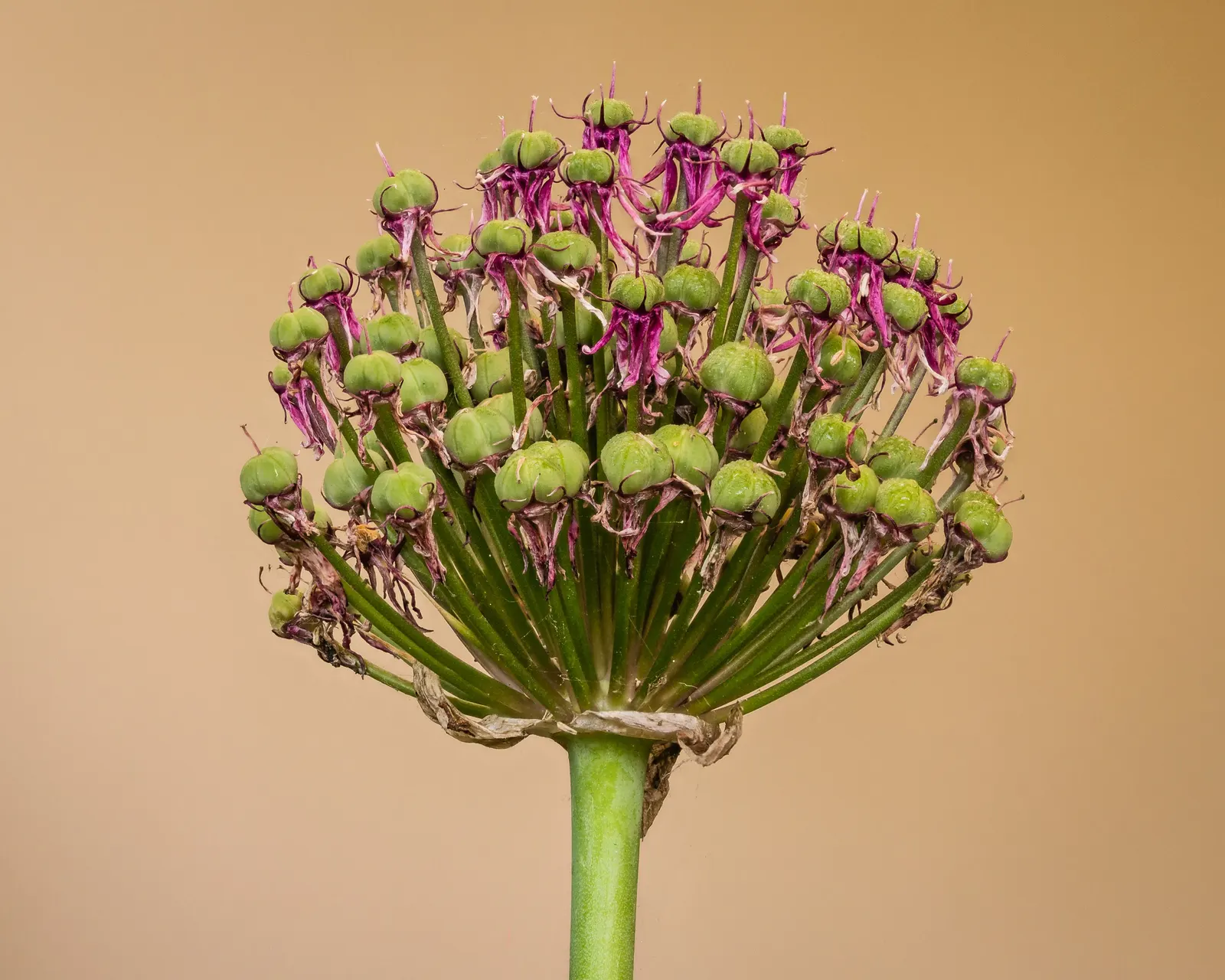 Globemaster Ornamental Onion (Allium 'Globemaster') — composed of numerous star-shaped