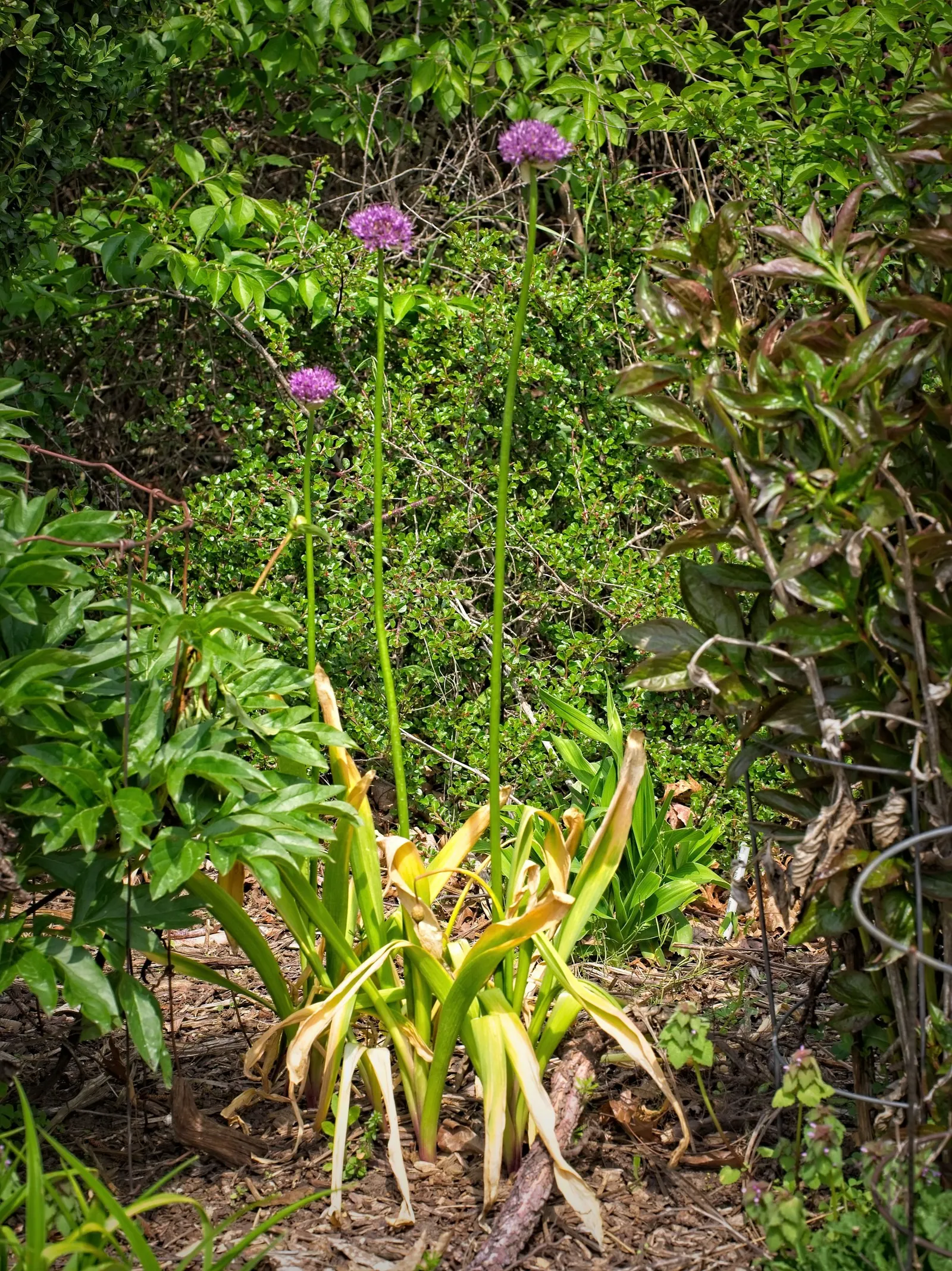 Globemaster Ornamental Onion (Allium 'Globemaster') — lavender flowers in the garden; this ornamental onion blooms in late spring to early summer and prefers