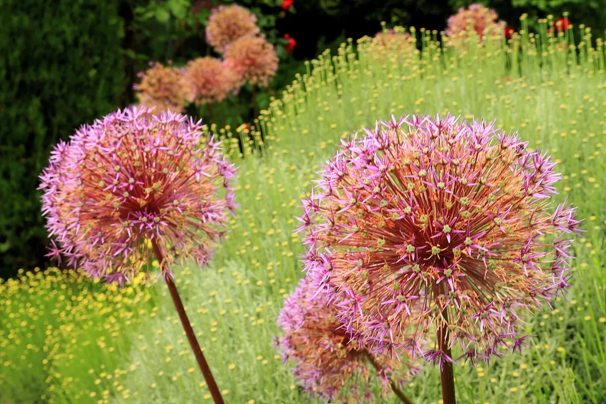 Globemaster Ornamental Onion (Allium 'Globemaster') — and makes for a dramatic addition to borders or as a focal point in garden design