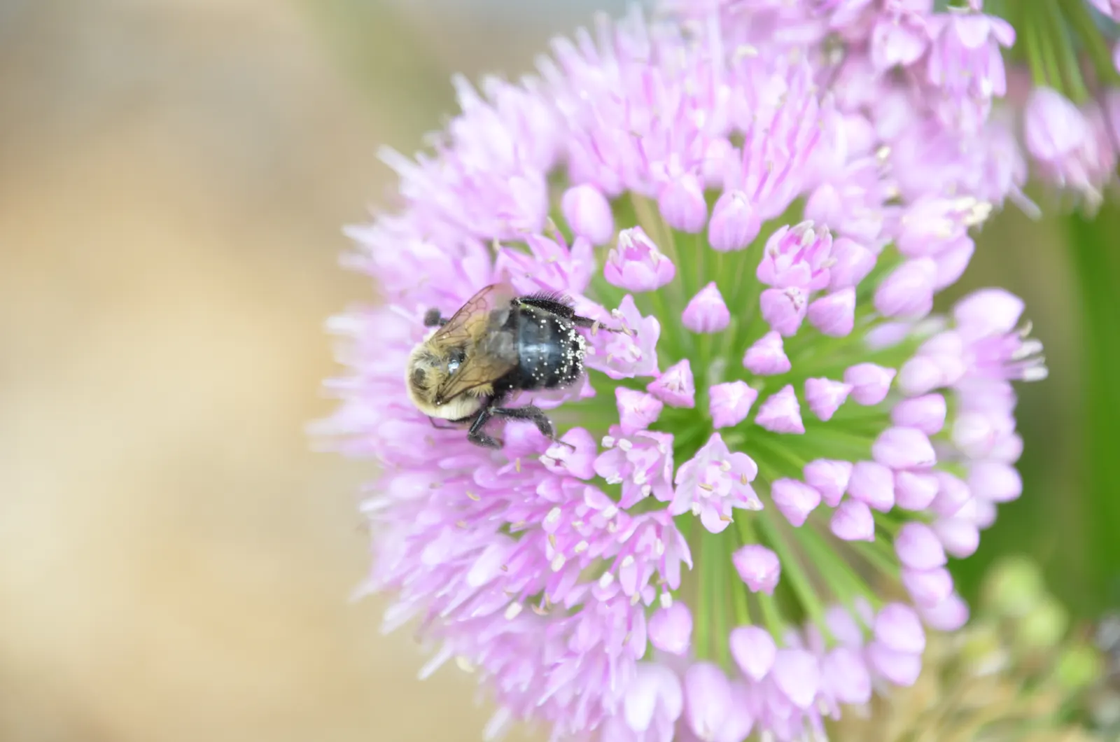 Globemaster Ornamental Onion (Allium 'Globemaster') — is a perennial favorite among landscape designers for its striking spherical blooms and architectural