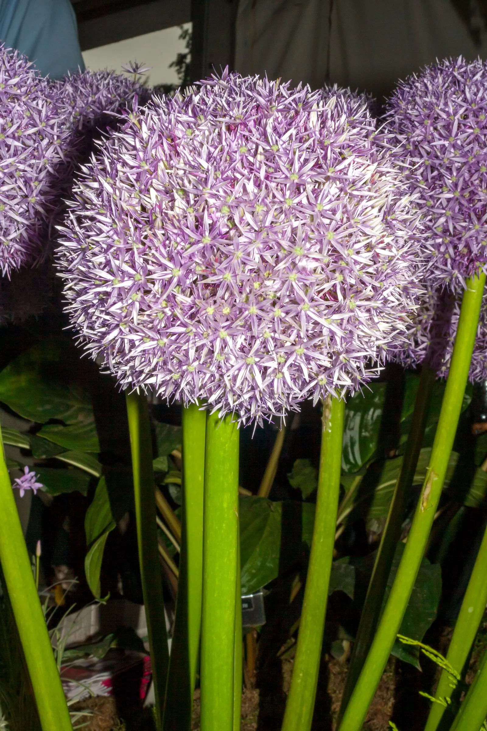 Globemaster Ornamental Onion (Allium 'Globemaster') — providing continued interest throughout the season; this ornamental onion blooms in late spring to early