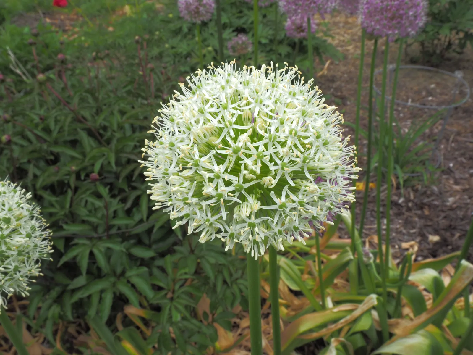 Globemaster Ornamental Onion (Allium 'Globemaster') — The Allium 'Globemaster' is a perennial known for its striking spherical blooms; this ornamental onion