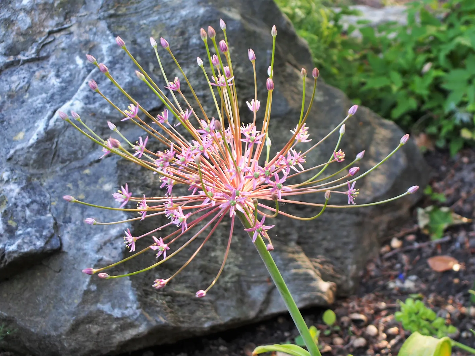 Globemaster Ornamental Onion (Allium 'Globemaster') — commonly referred to as the Globemaster Ornamental Onion; and as part of contemporary green spaces