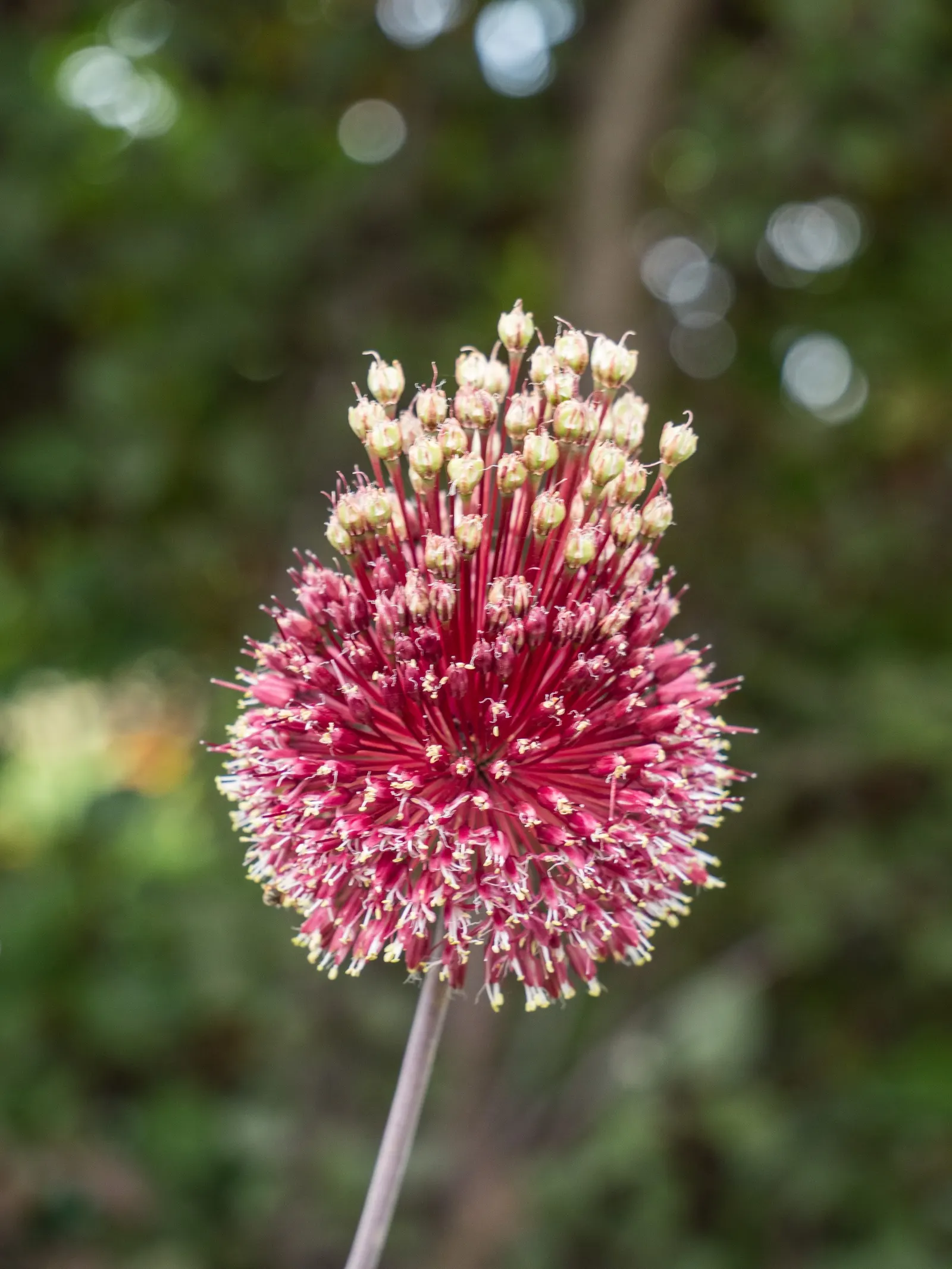 Globemaster Ornamental Onion (Allium 'Globemaster') — This eye-catching hybrid showcases dense clusters of star-shaped; glossy green leaves that typically