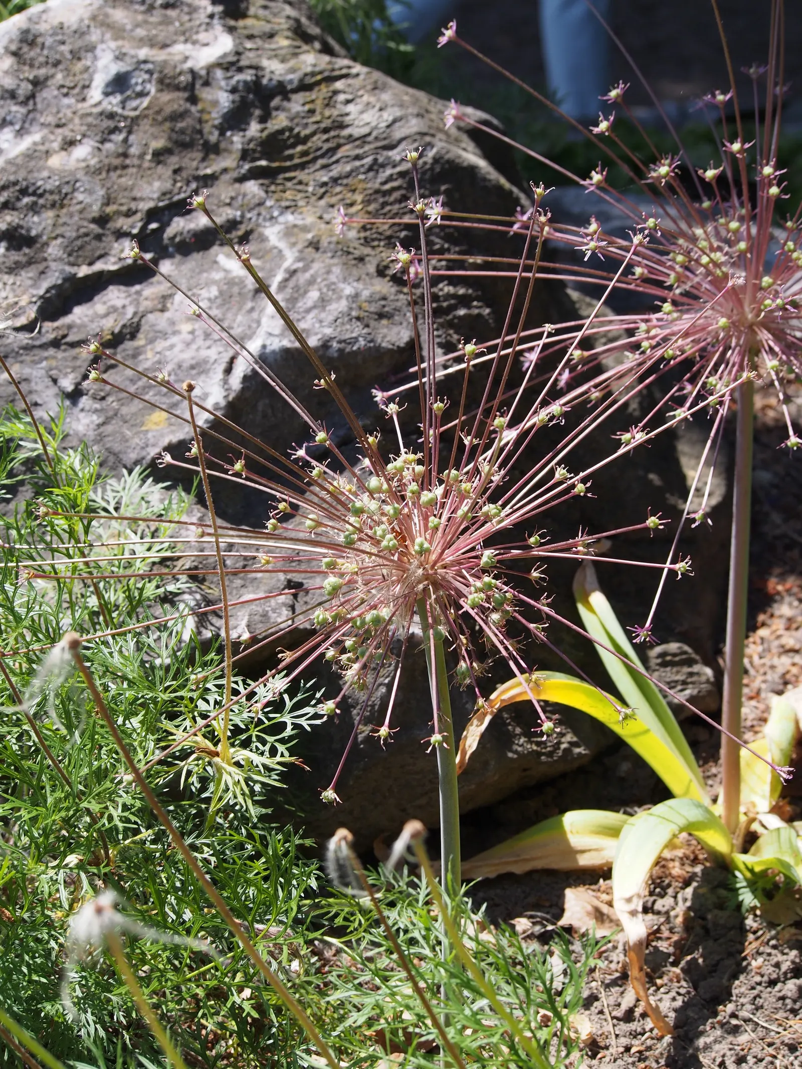 Globemaster Ornamental Onion (Allium 'Globemaster') — and as part of contemporary green spaces