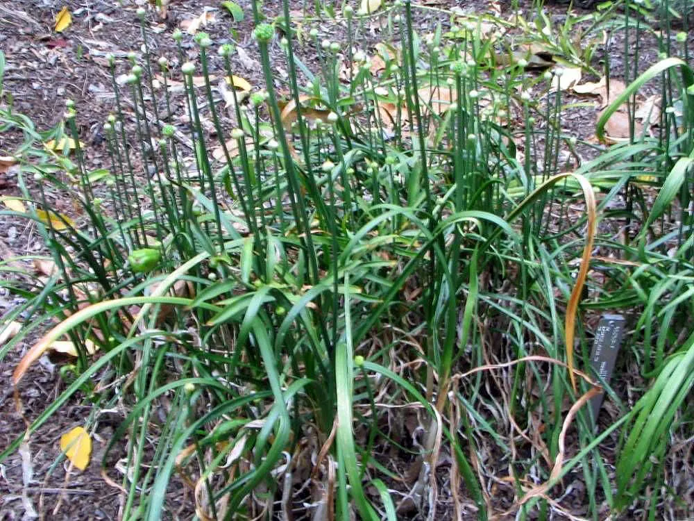 Globemaster Ornamental Onion (Allium 'Globemaster') — commonly referred to as the Globemaster Ornamental Onion; and as part of contemporary green, image 48