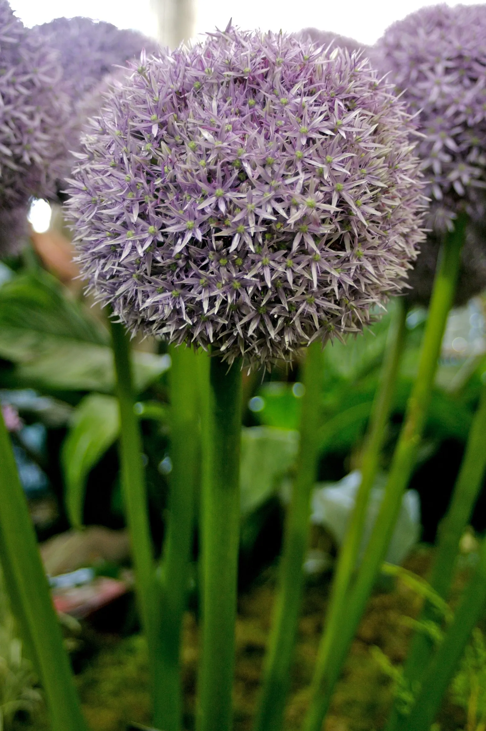 Globemaster Ornamental Onion (Allium 'Globemaster') — is a perennial favorite among landscape designers for its striking spherical blooms and, image 49