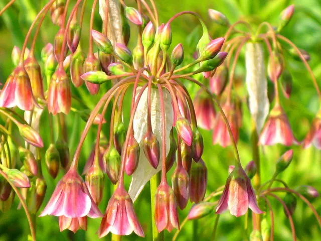 Globemaster Ornamental Onion (Allium 'Globemaster') — creating vertical interest in the garden; and as part of contemporary green spaces, image 51