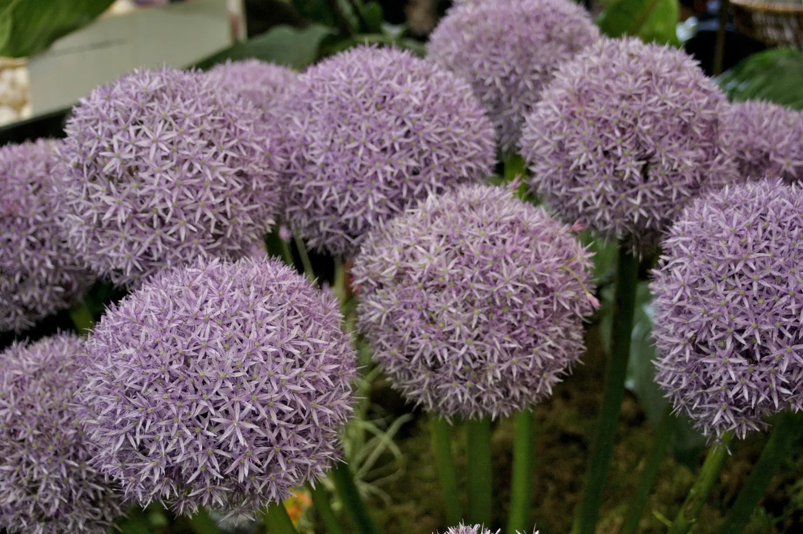 Globemaster Ornamental Onion (Allium 'Globemaster') — glossy green leaves that typically wither before the blooms emerge in late spring to early, image 53