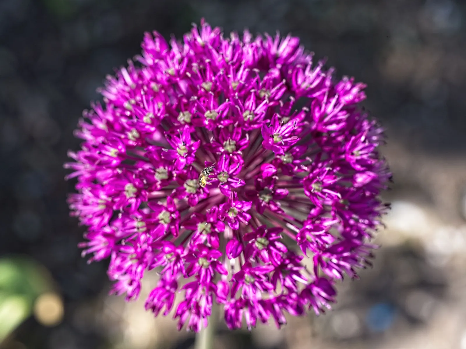 Globemaster Ornamental Onion (Allium 'Globemaster') — and is known to attract pollinators such as bees and butterflies to the garden.<br><br>For, image 36