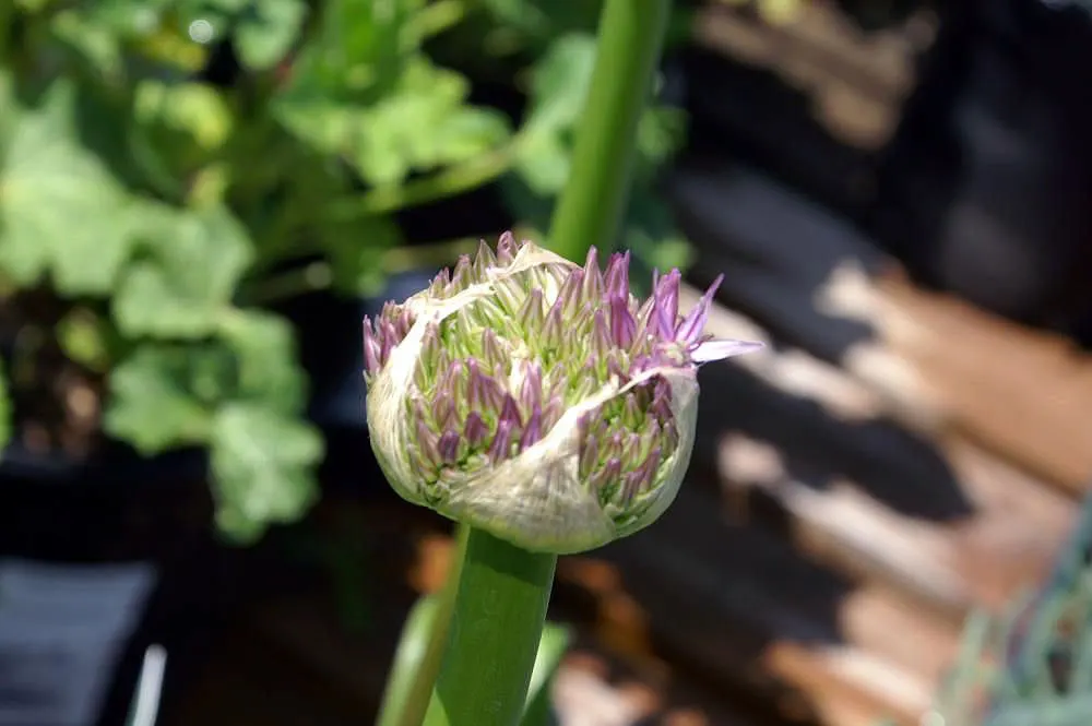Globemaster Ornamental Onion (Allium 'Globemaster') — The Allium 'Globemaster' is a perennial known for its striking spherical blooms; this, image 43