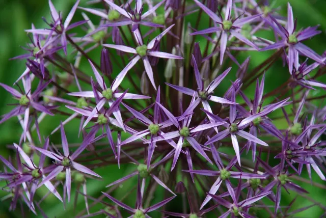 Globemaster Ornamental Onion (Allium 'Globemaster') — glossy green leaves that typically wither before the blooms emerge in late spring to early summer