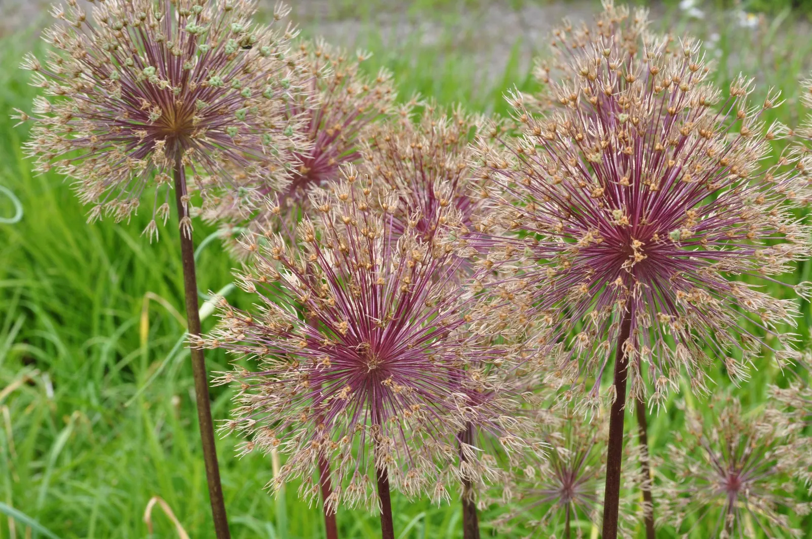 Globemaster Ornamental Onion (Allium 'Globemaster') — creating vertical interest in the garden; and as part of contemporary green spaces