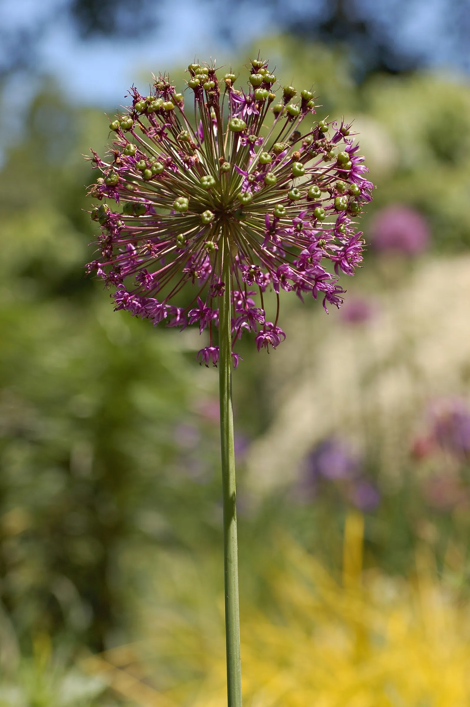Globemaster Ornamental Onion (Allium 'Globemaster') — The Allium 'Globemaster' is a perennial known for its striking spherical blooms