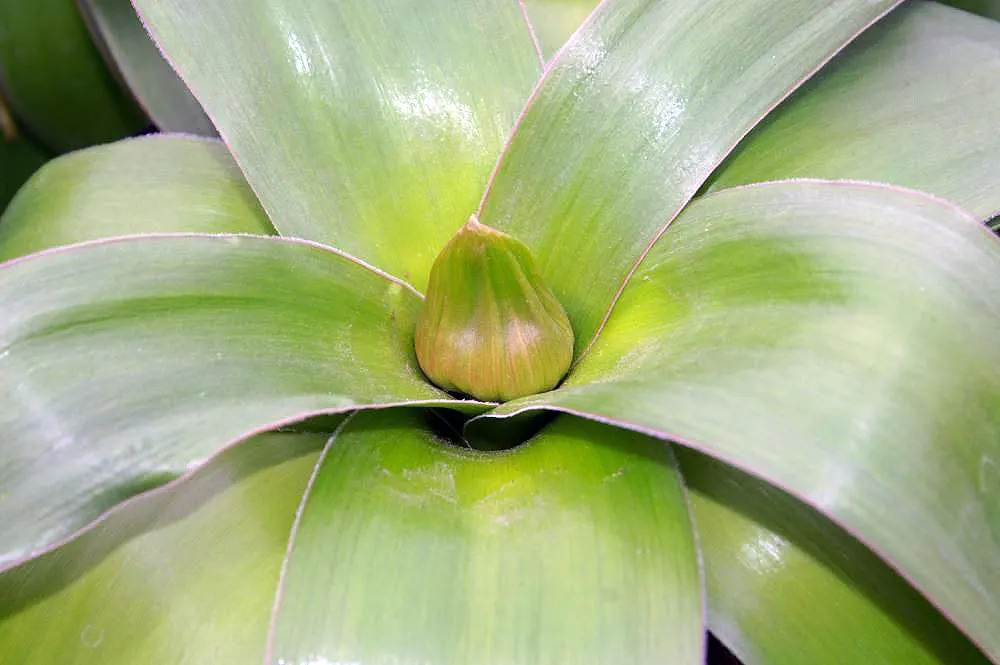 Globemaster Ornamental Onion (Allium 'Globemaster') — composed of numerous star-shaped; and as part of contemporary green spaces, image 45