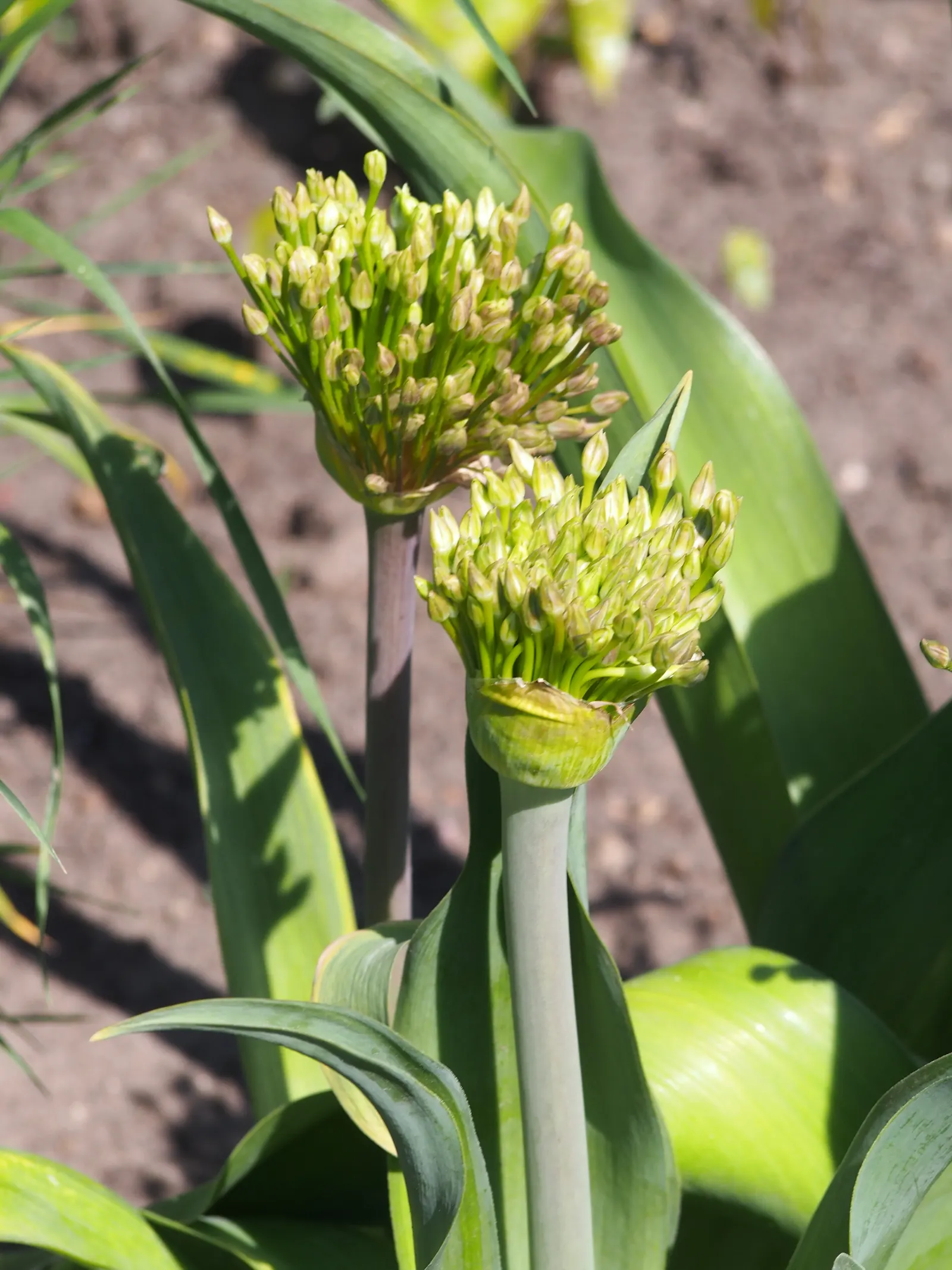 Globemaster Ornamental Onion (Allium 'Globemaster') — It stands at 3-4 feet tall with flower heads reaching up to 10 inches in diameter; glossy, image 44