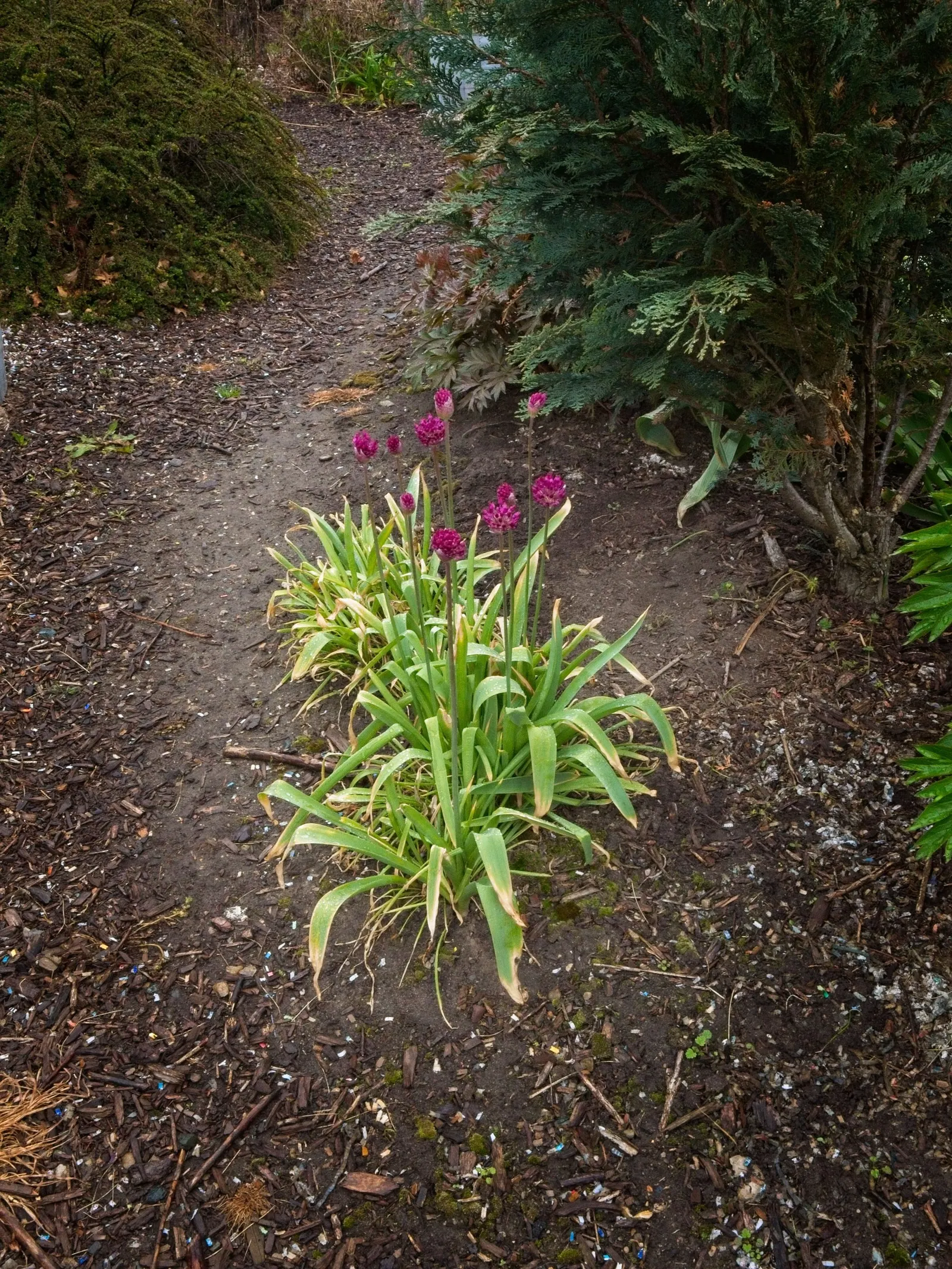 Globemaster Ornamental Onion (Allium 'Globemaster') — bulb / perennial for full or half; and as part of contemporary green spaces