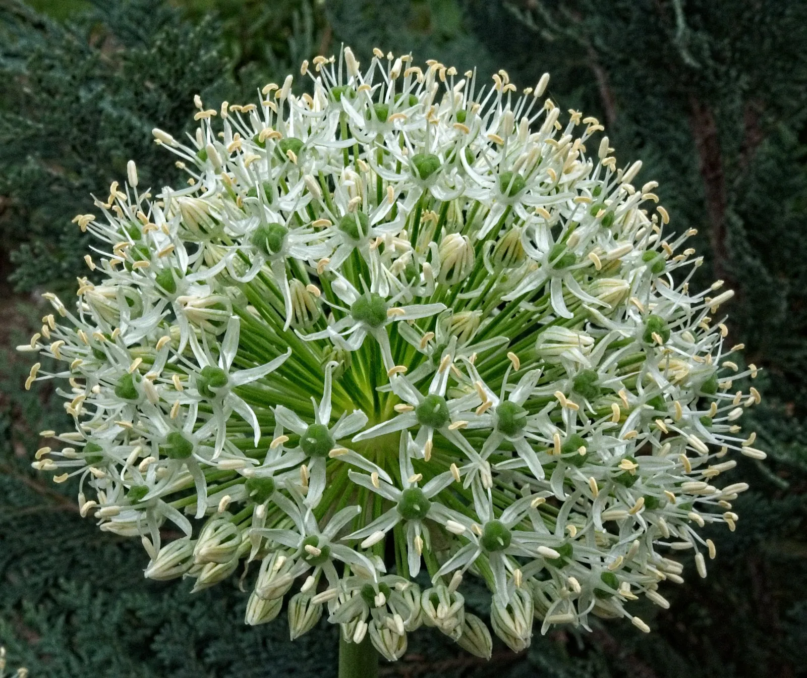 Globemaster Ornamental Onion (Allium 'Globemaster') — the Allium 'Globemaster' is resistant to deer and rabbits