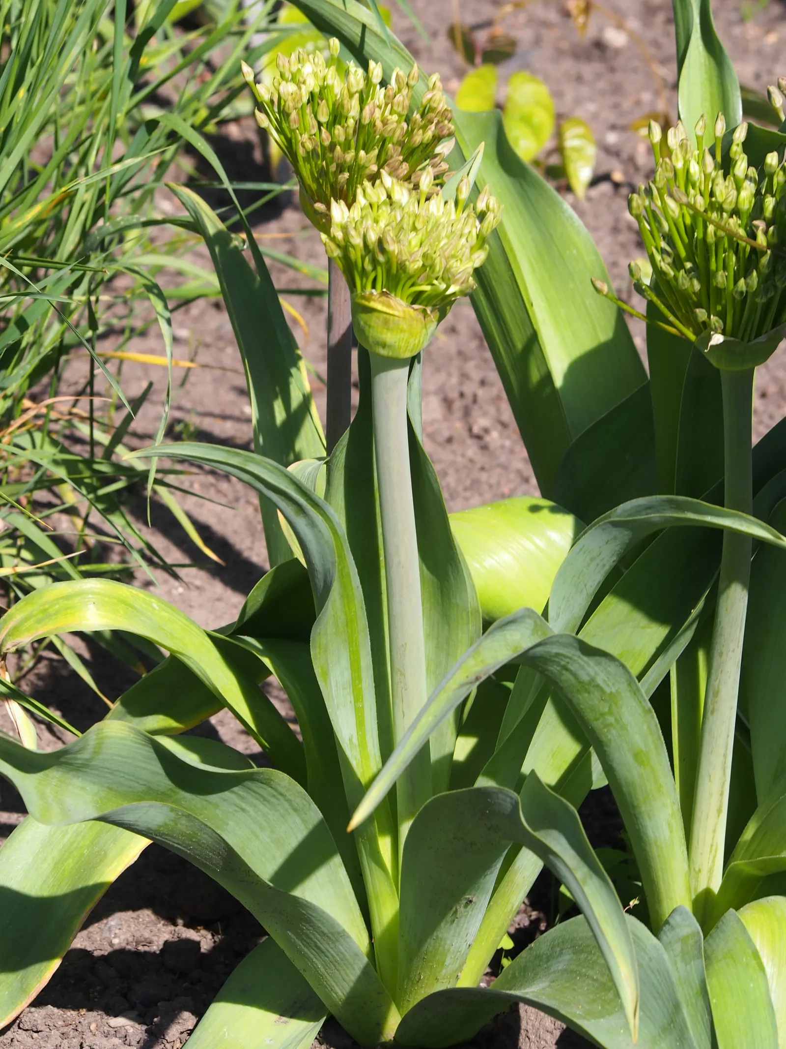 Globemaster Ornamental Onion (Allium 'Globemaster') — Its robust globes on tall stems are perfect for creating a focal point in borders; glossy green leaves