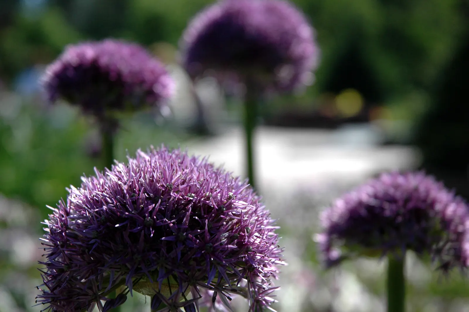 Globemaster Ornamental Onion (Allium 'Globemaster') — bulb / perennial with lavender blooms; glossy green leaves that typically wither before the blooms emerge
