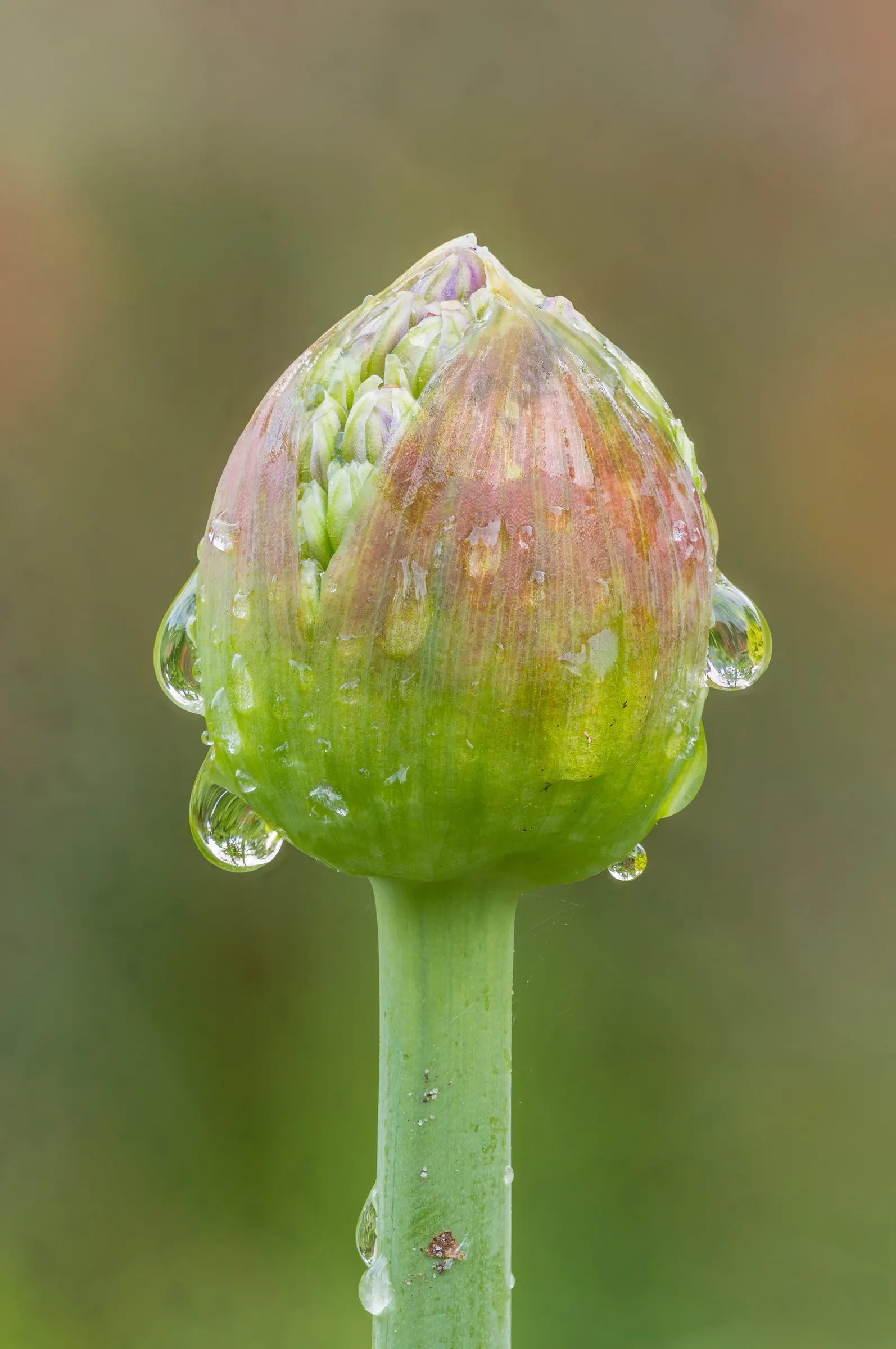 Globemaster Ornamental Onion (Allium 'Globemaster') — is a perennial favorite among landscape designers for its striking spherical blooms and, image 28