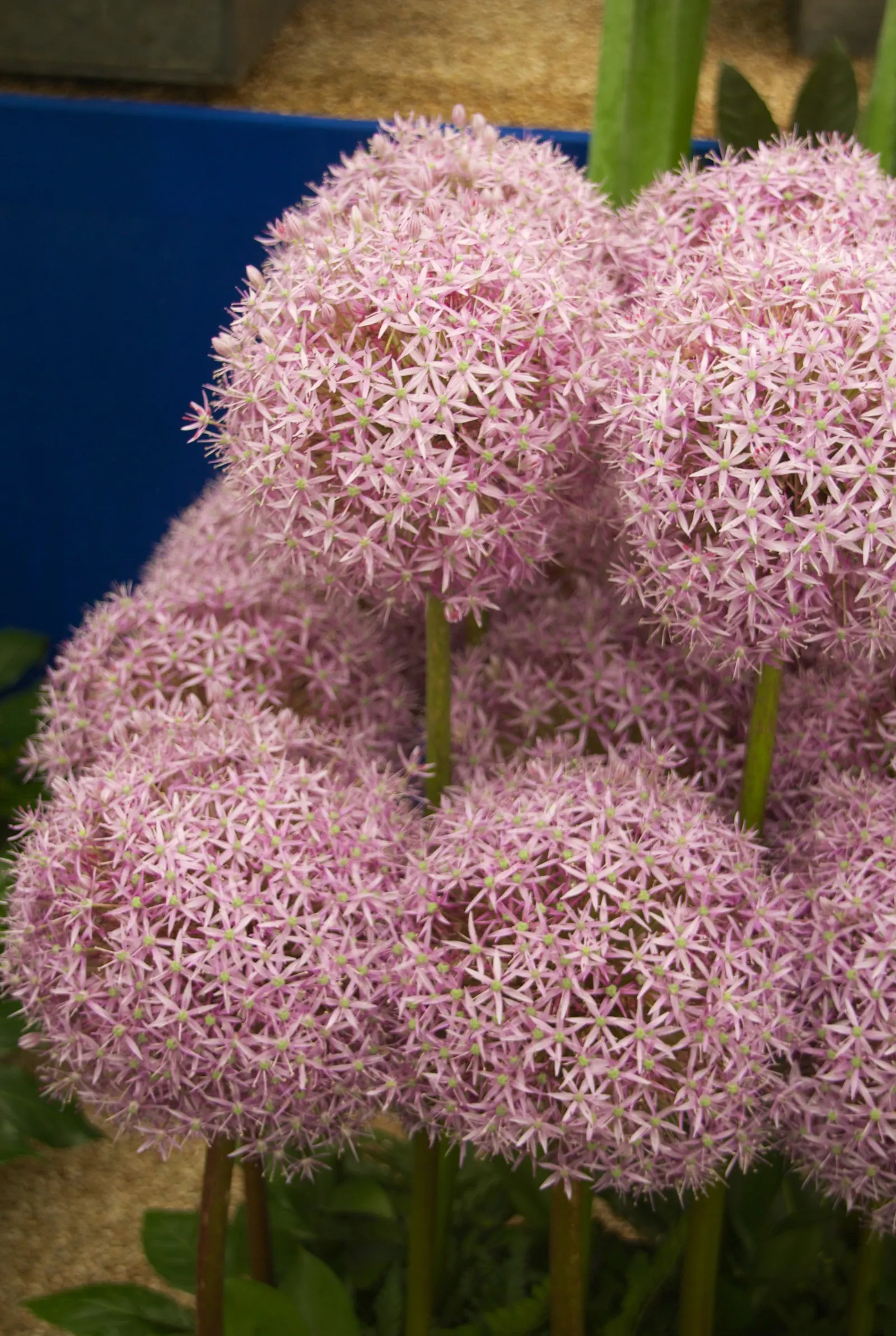 Globemaster Ornamental Onion (Allium 'Globemaster') — This ornamental onion blooms in late spring to early summer and prefers full sun with well-drained soil